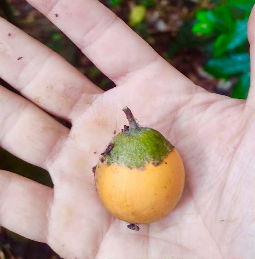 only 4 seeds available - Quararibea penduliflora - 1 fresh seed / 1 frischer Samen