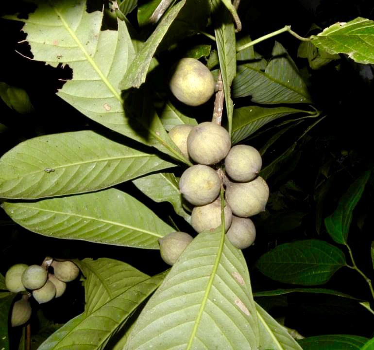 Pouteria sp Varzea Amazonica - 1 fresh seed / 1 frischer Samen