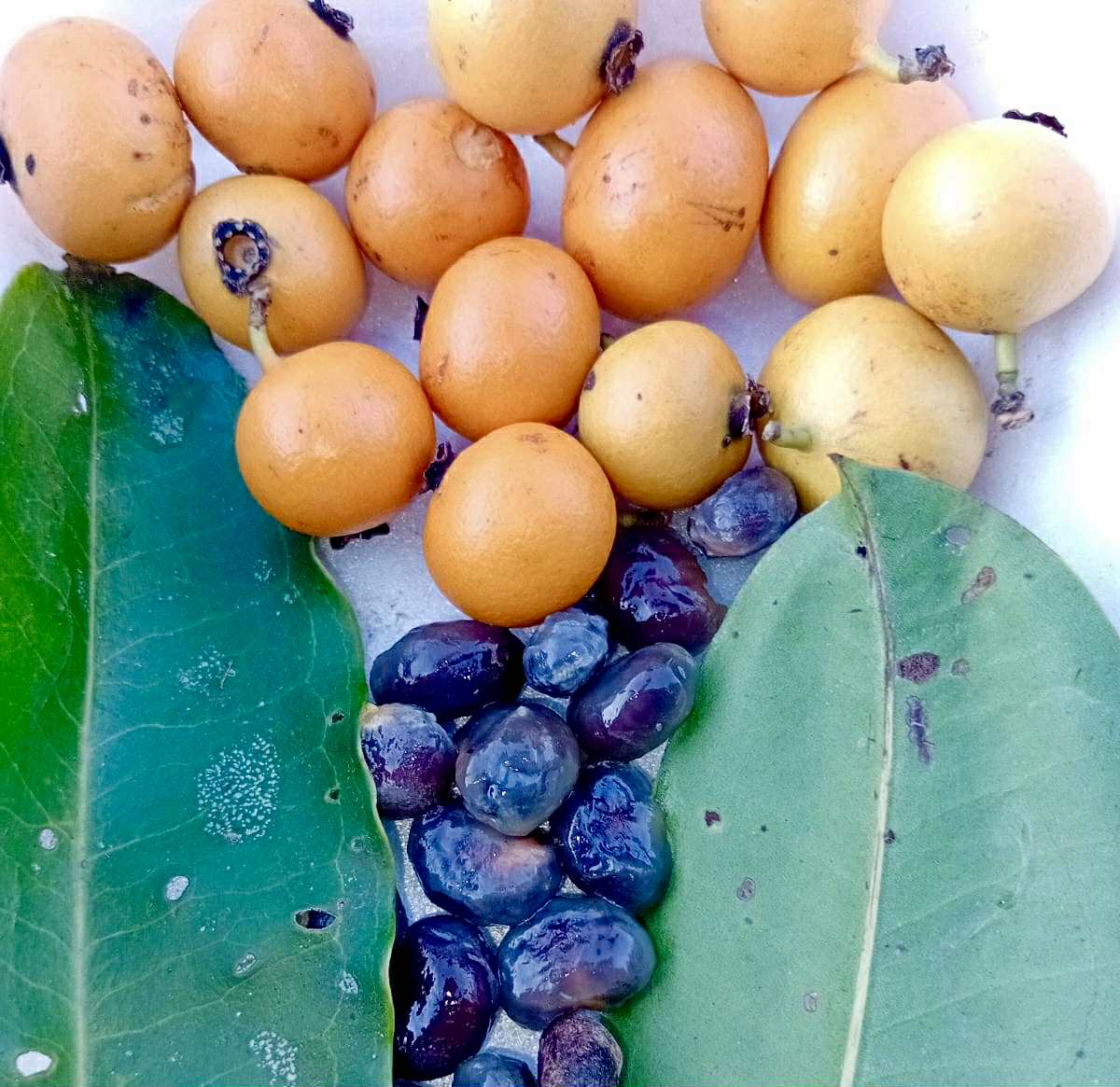 Mouriri sp Rondonia - 1 fresh seed / 1 frischer Samen