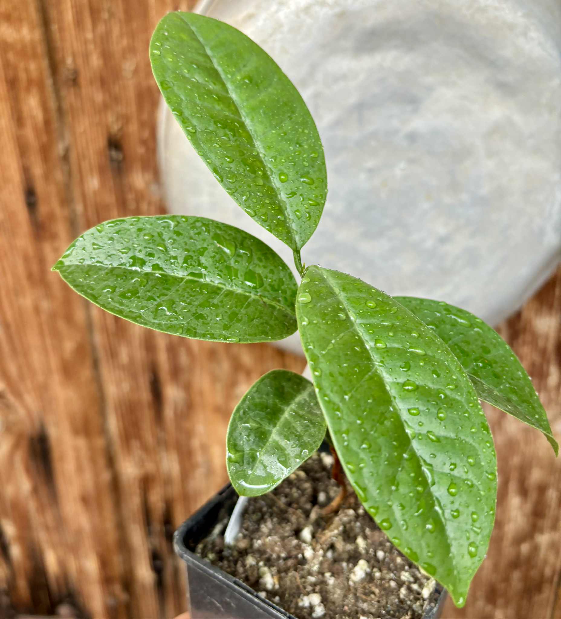 Eugenia bahiensis  - 1 potted plant / 1 getopfte Pflanze