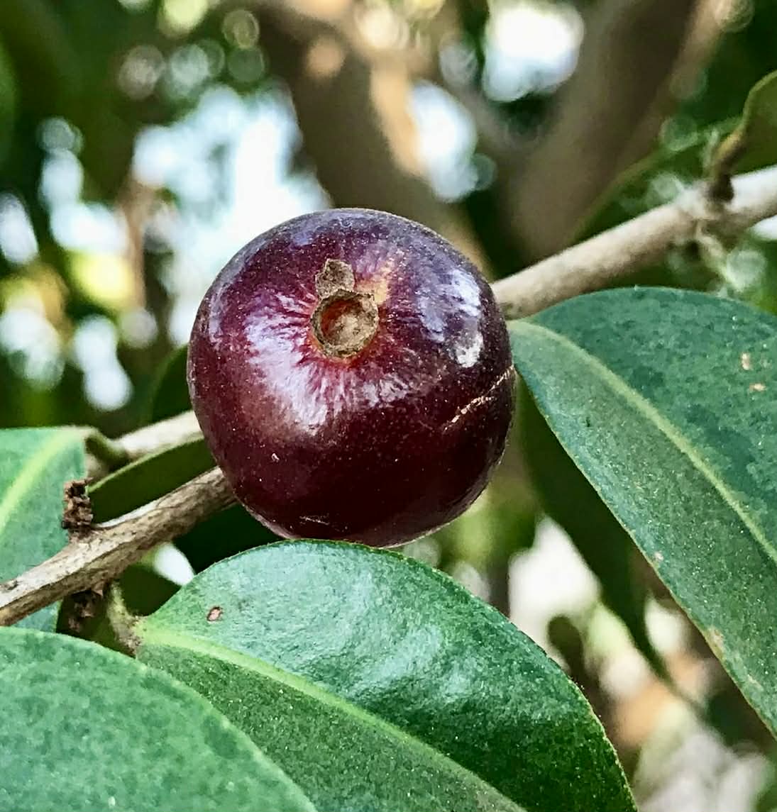 Cabeludinha do Brejo (Neomitranthes glomerata) - 1 potted seedling/ 1 getopfter Sämling