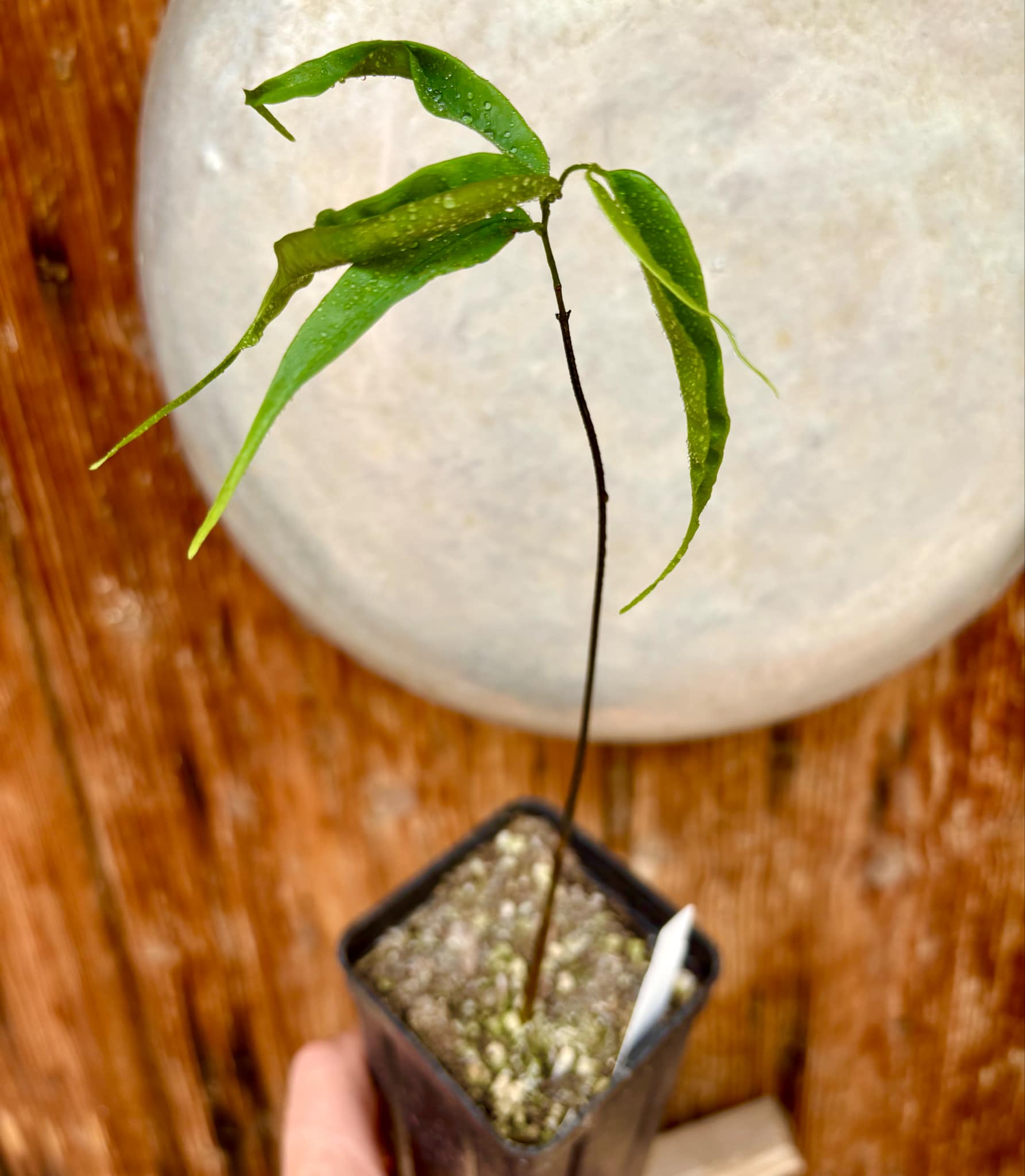 Pseudoxandra bahiensis - 1 small potted plant / 1 kleine getopfte Pflanze
