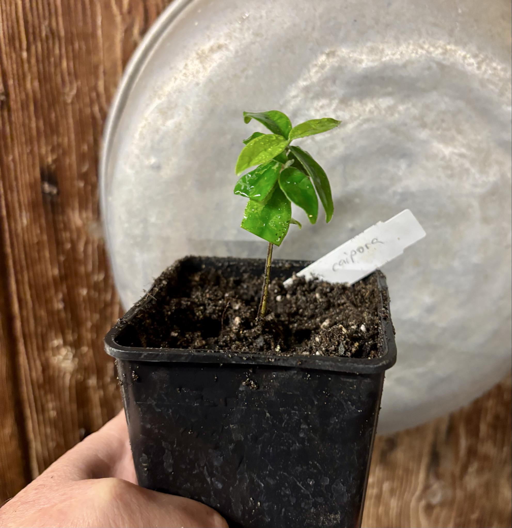 Eugenia caipora BIG -  1 potted plant / 1 getopfte Pflanze