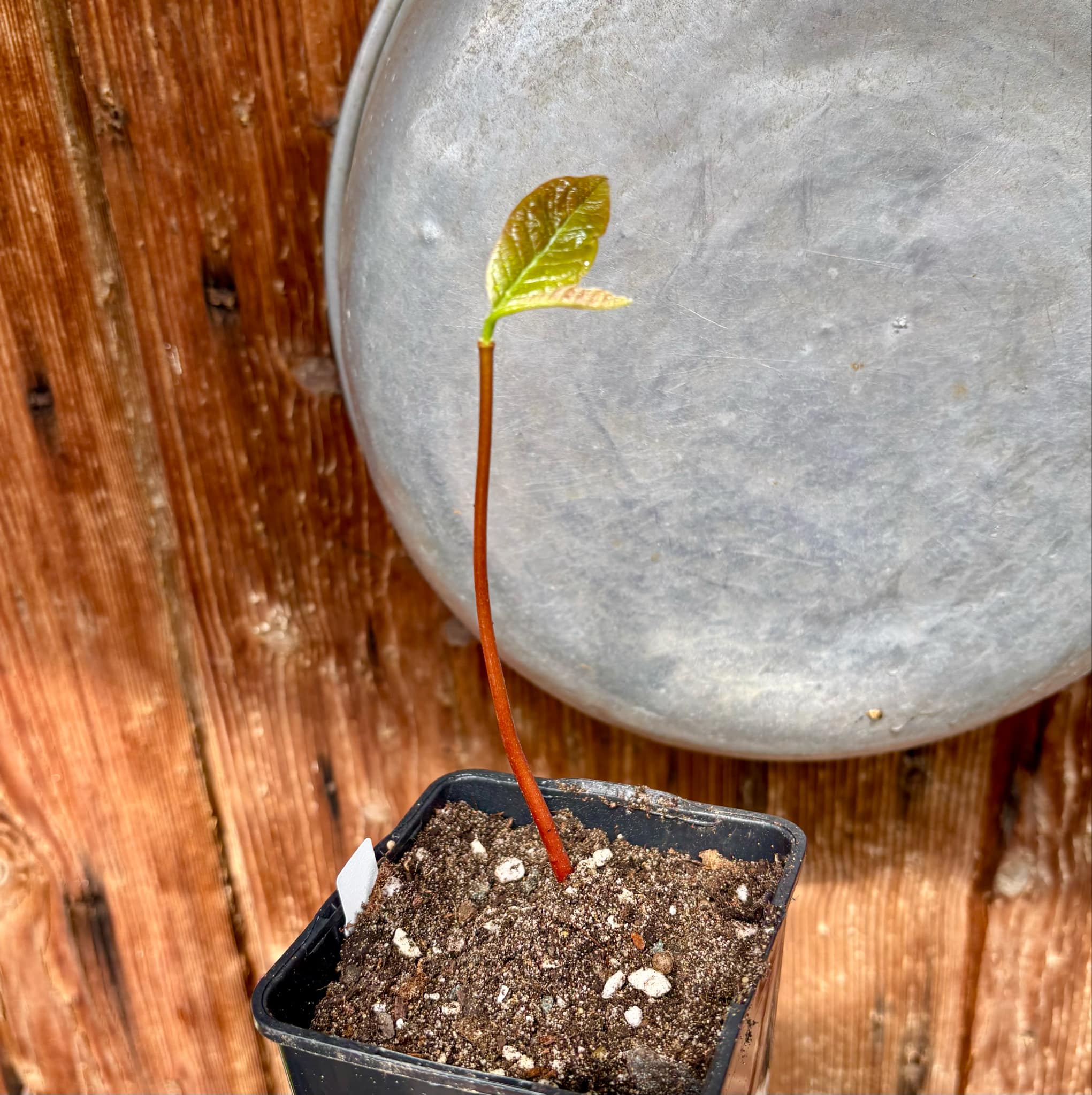 Annona purpurea - Soncoya -  1 small potted seedling / 1 kleiner, getopfter Sämling