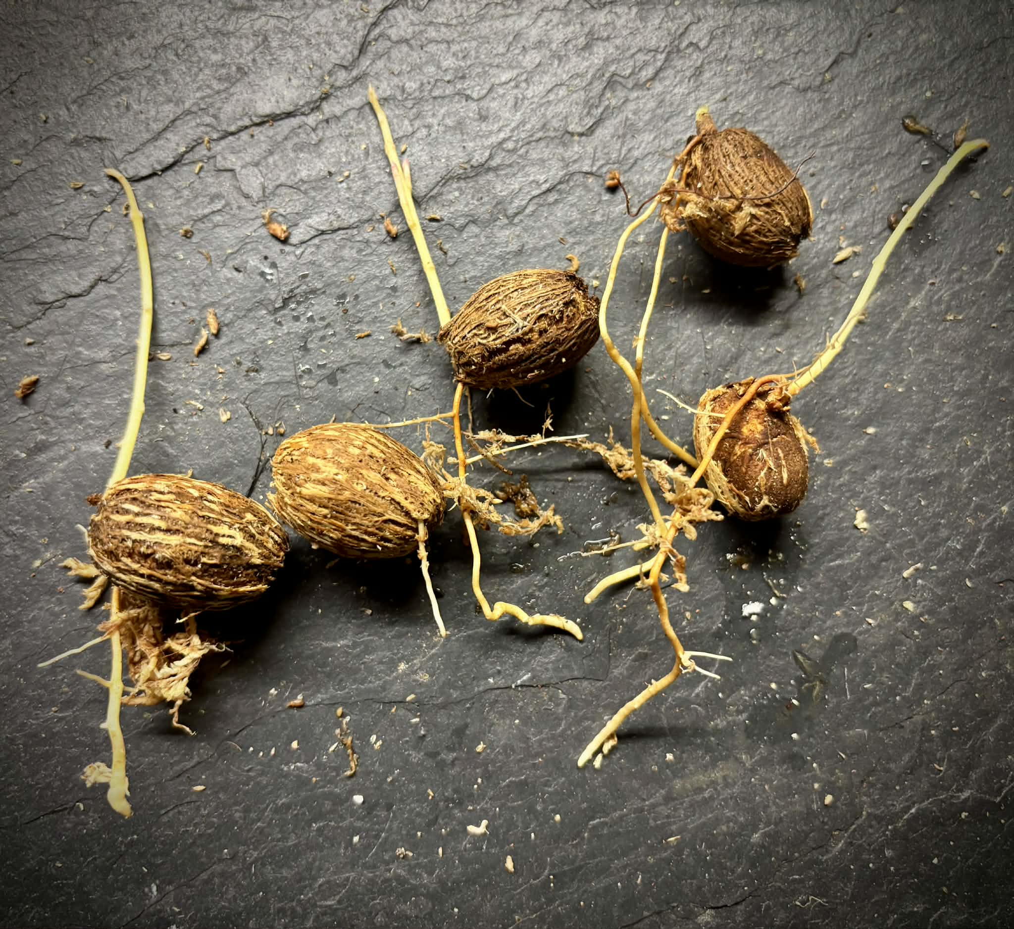 Eugenia sp Itayuba - 1 germinated seed / 1 gekeimter Samen