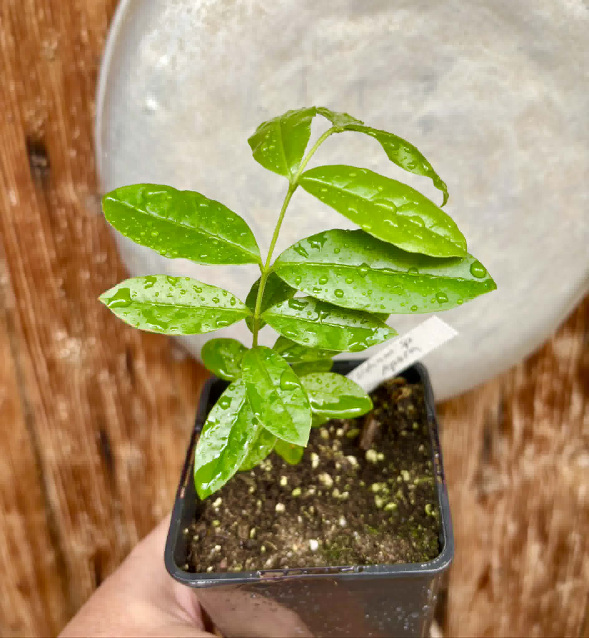 Psidium sp Aporá - 1 potted plant / 1 getopfte Pflanze
