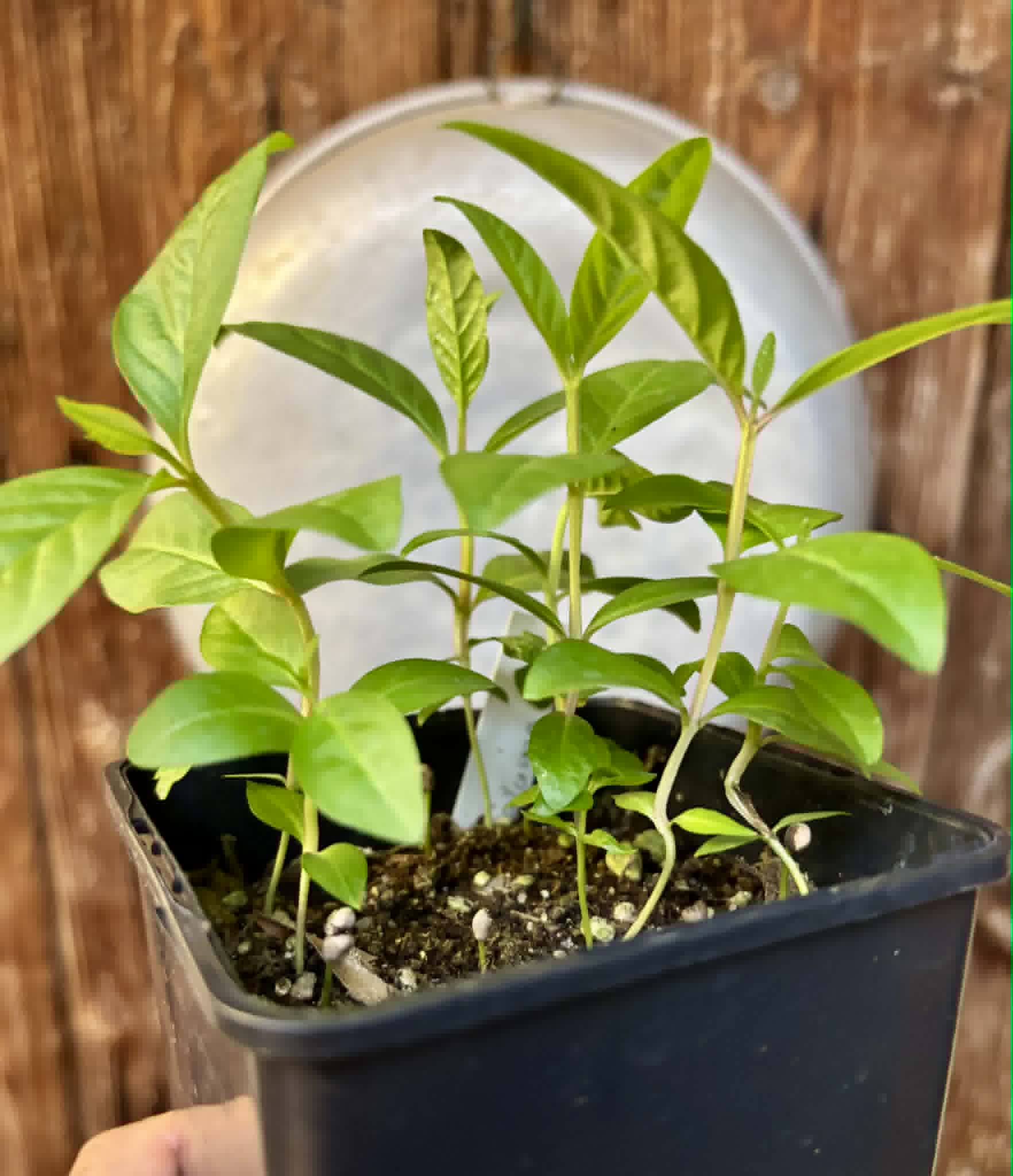 7 in 1 pot - Psidium guajava  "Paluma"  - 7 seedlings in one pot / 7 Sämlinge in einem Topf