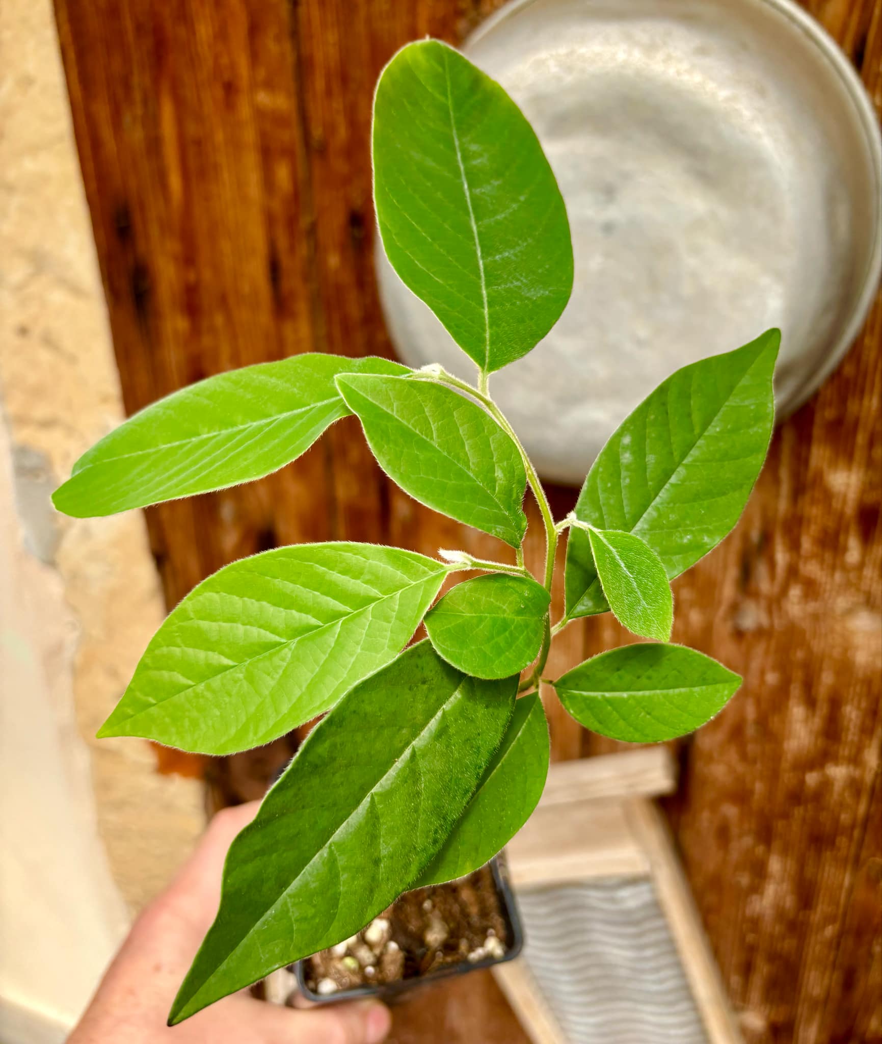 Annona sylvatica - 1 potted plant / 1 getopfte Pflanze