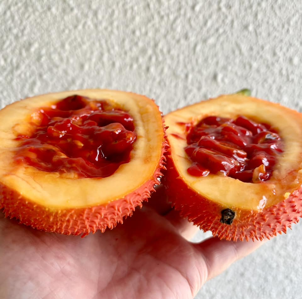 GAC Fruit (Momordica cochinchinensis)- 3 fresh seeds / 3 frische Samen