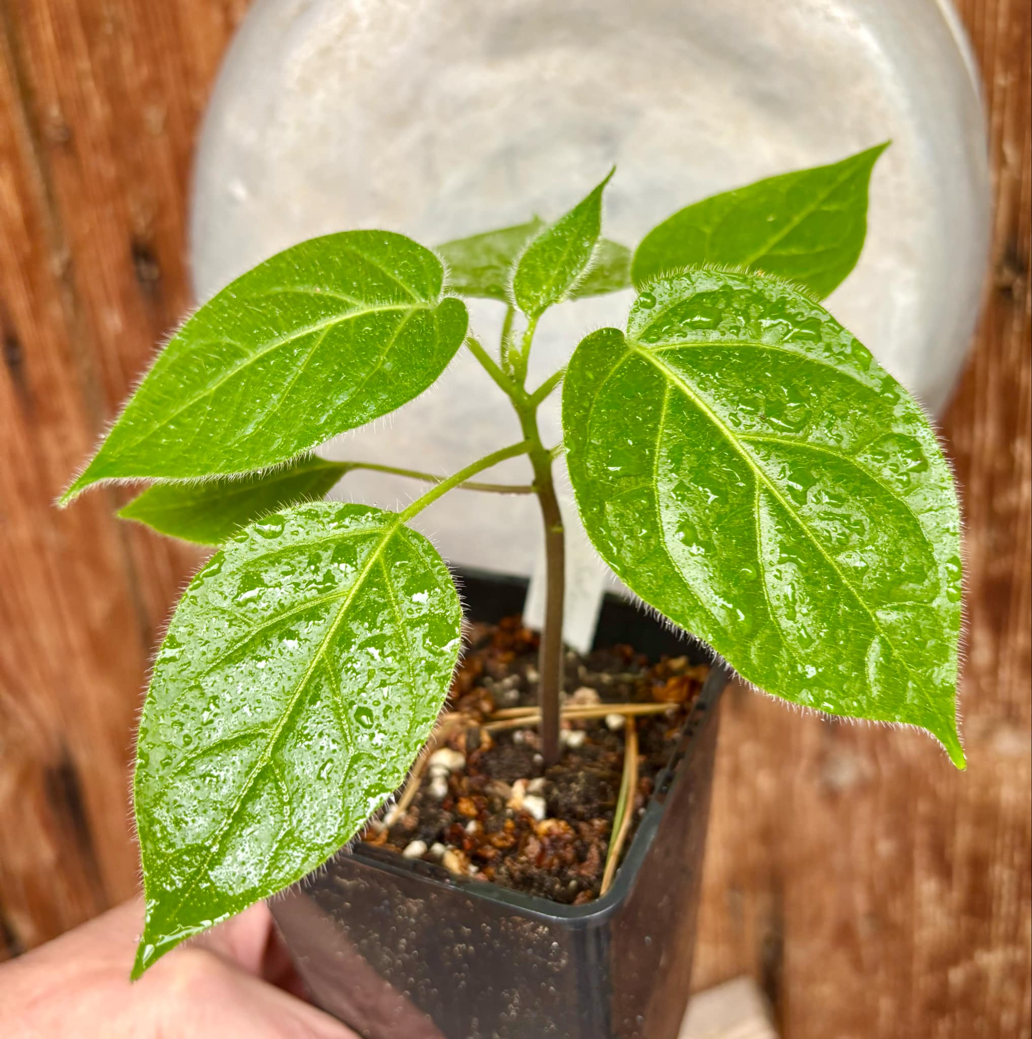 Solanum sibundoyense - 1 potted seedling / 1 getopfter Sämling