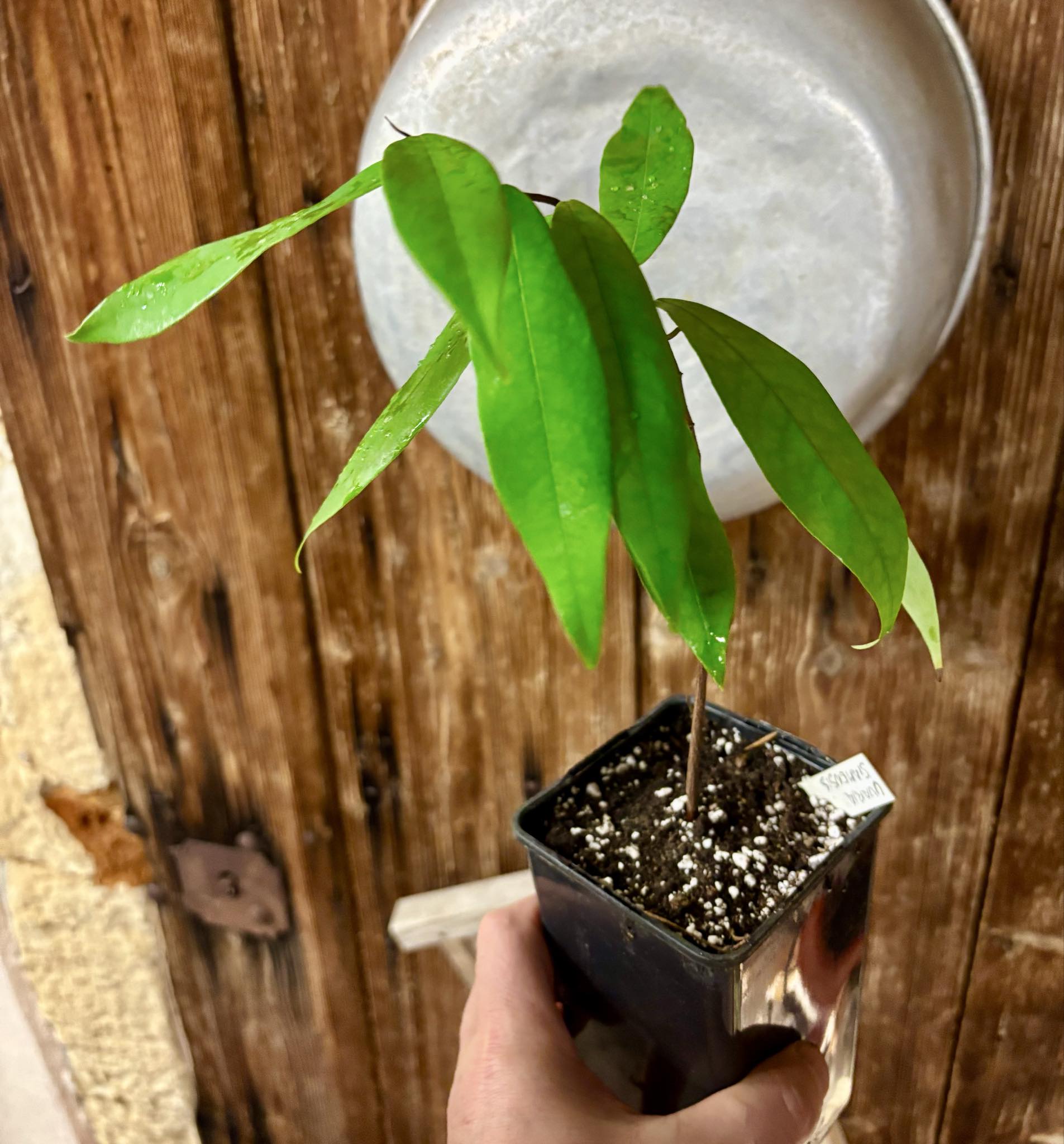 Uvaria siamensis -  1 potted plant / 1 getopfte Pflanze