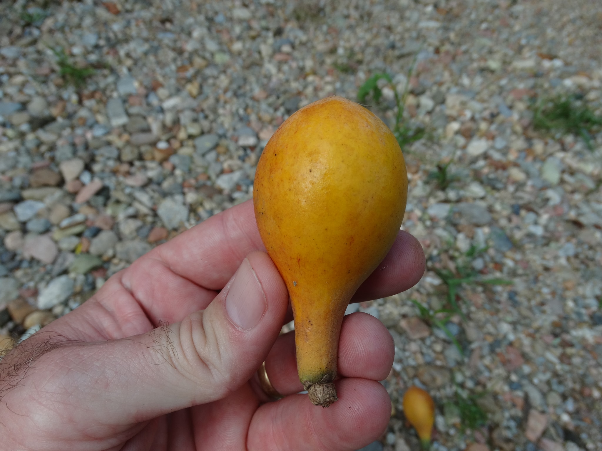 Pouteria beaurepairei  -  1 germinated seed / 1 gekeimter Samen