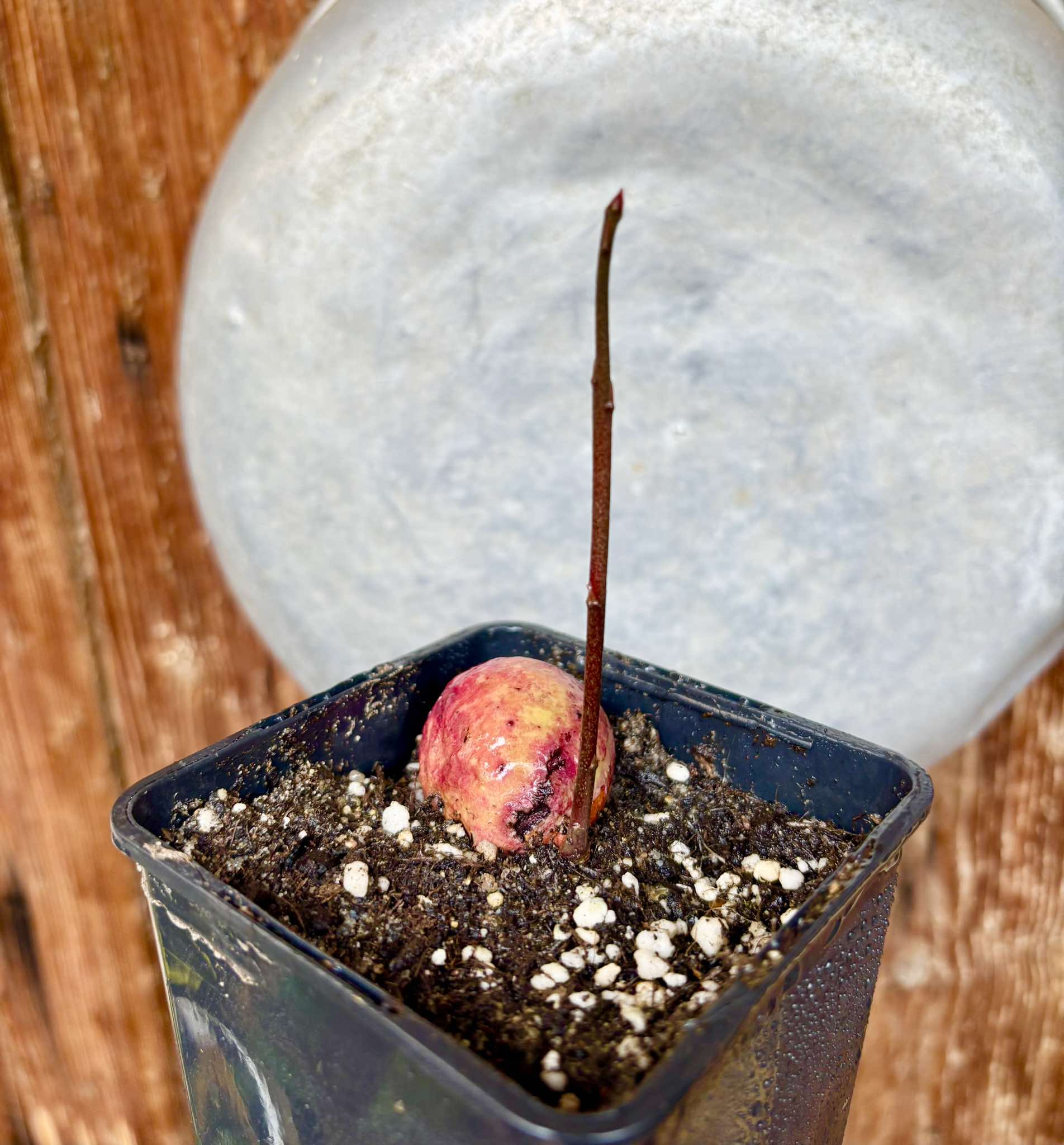 Eugenia sp BIG Maca-  1 small potted seedling / 1 kleiner, getopfter Sämling