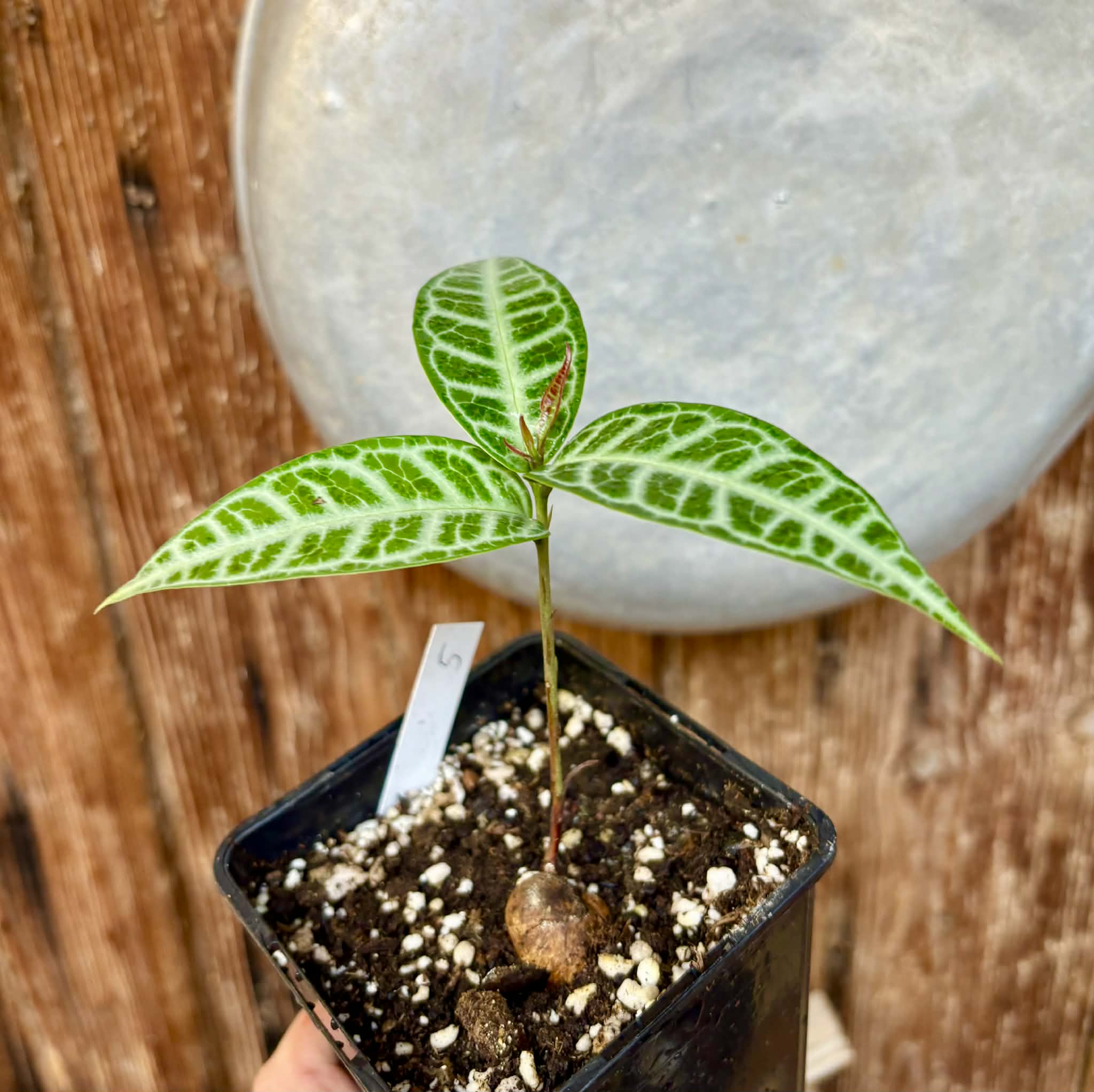 Eugenia sp Labisia Nr. 5 -  1 potted plant / 1 getopfte Pflanze