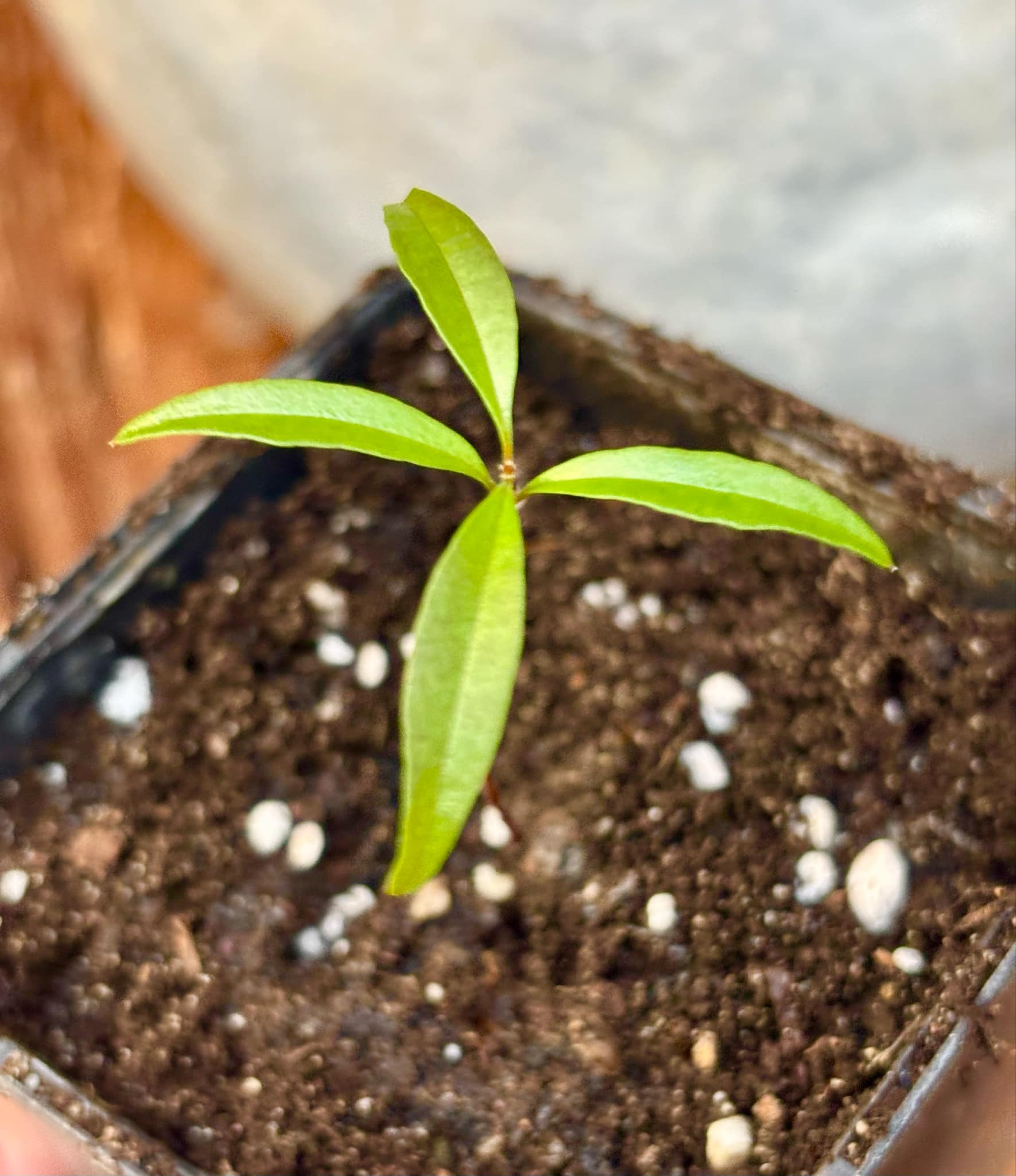 Eugenia sp Itacare vermelha -  1 small potted seedling / 1 kleiner, getopfter Sämling