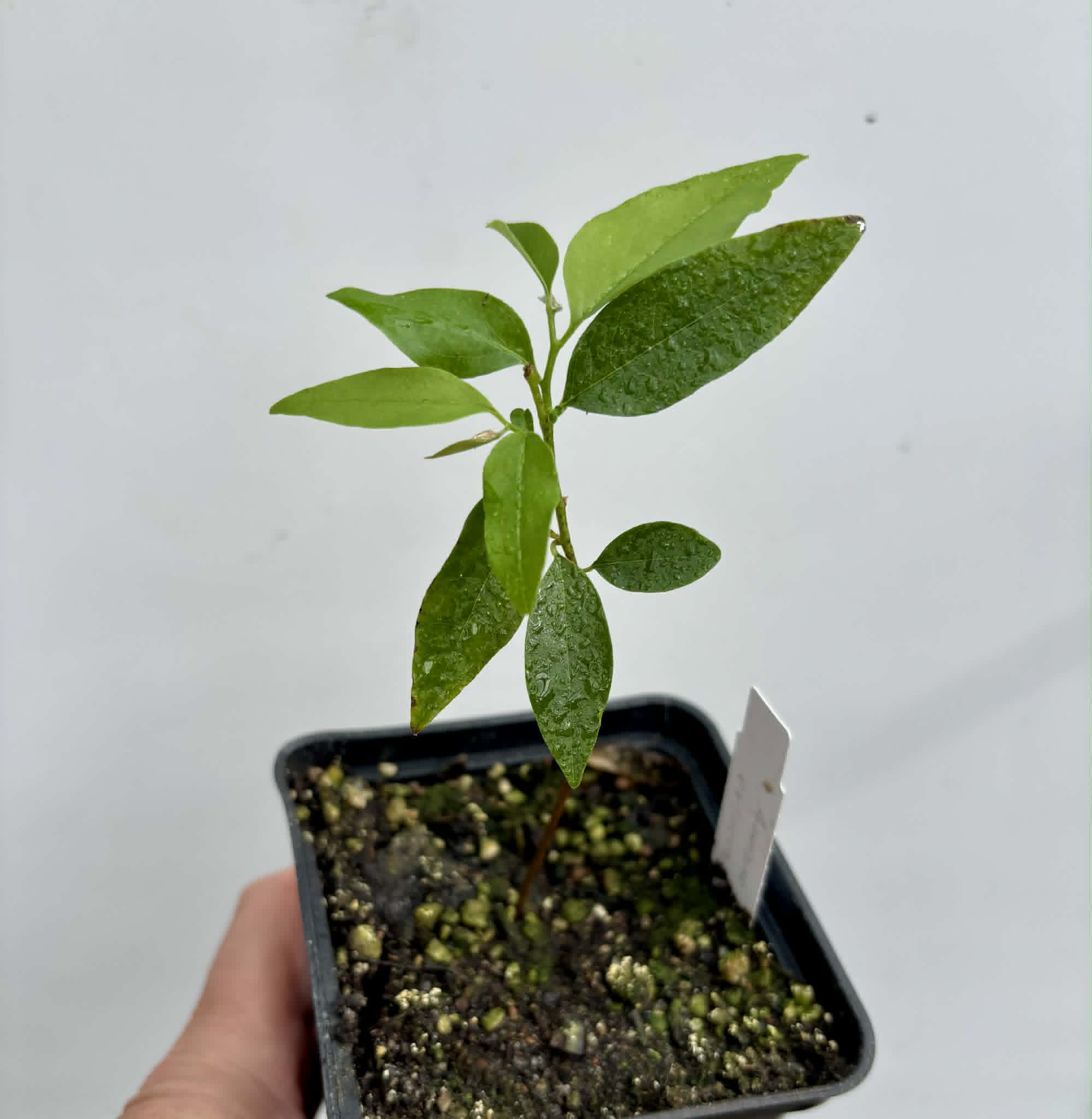 Annona exsucca - 1 potted seedling / 1 getopfter Sämling