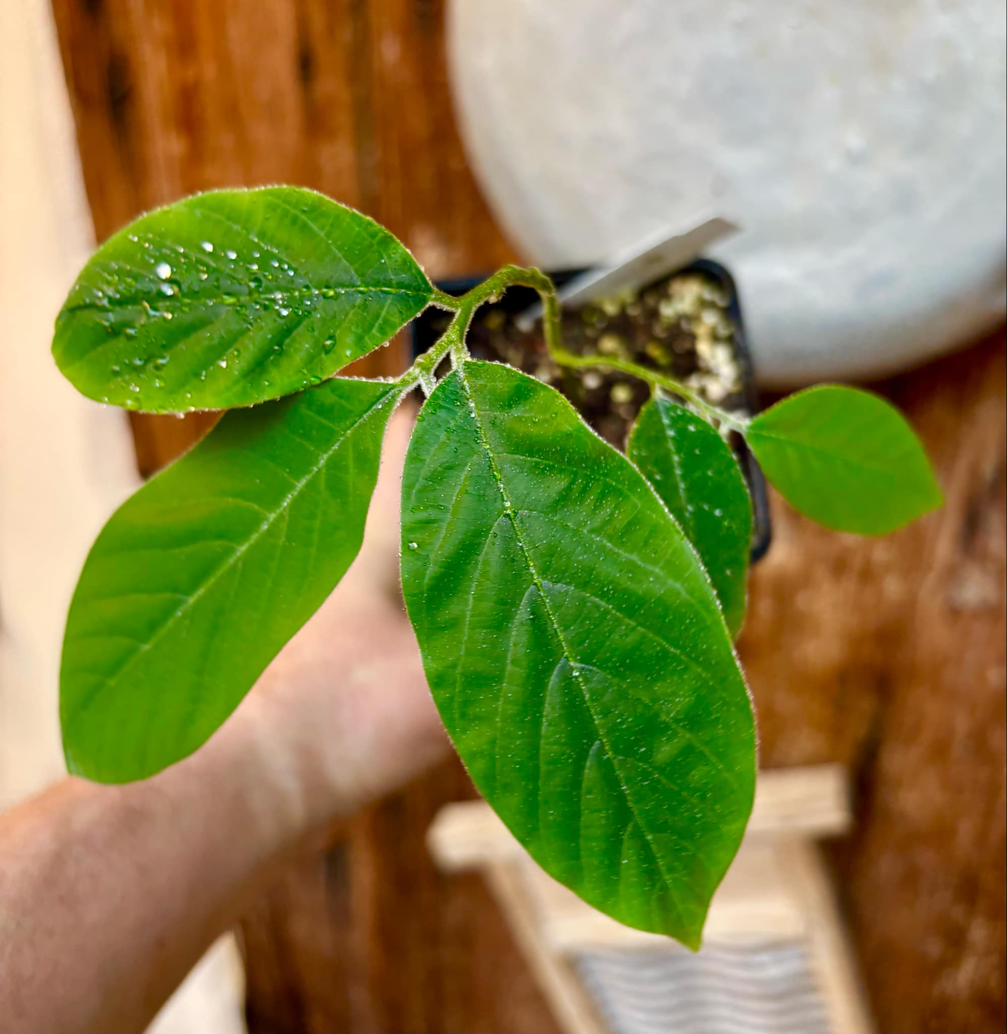 Annona sylvatica - 1 potted plant / 1 getopfte Pflanze