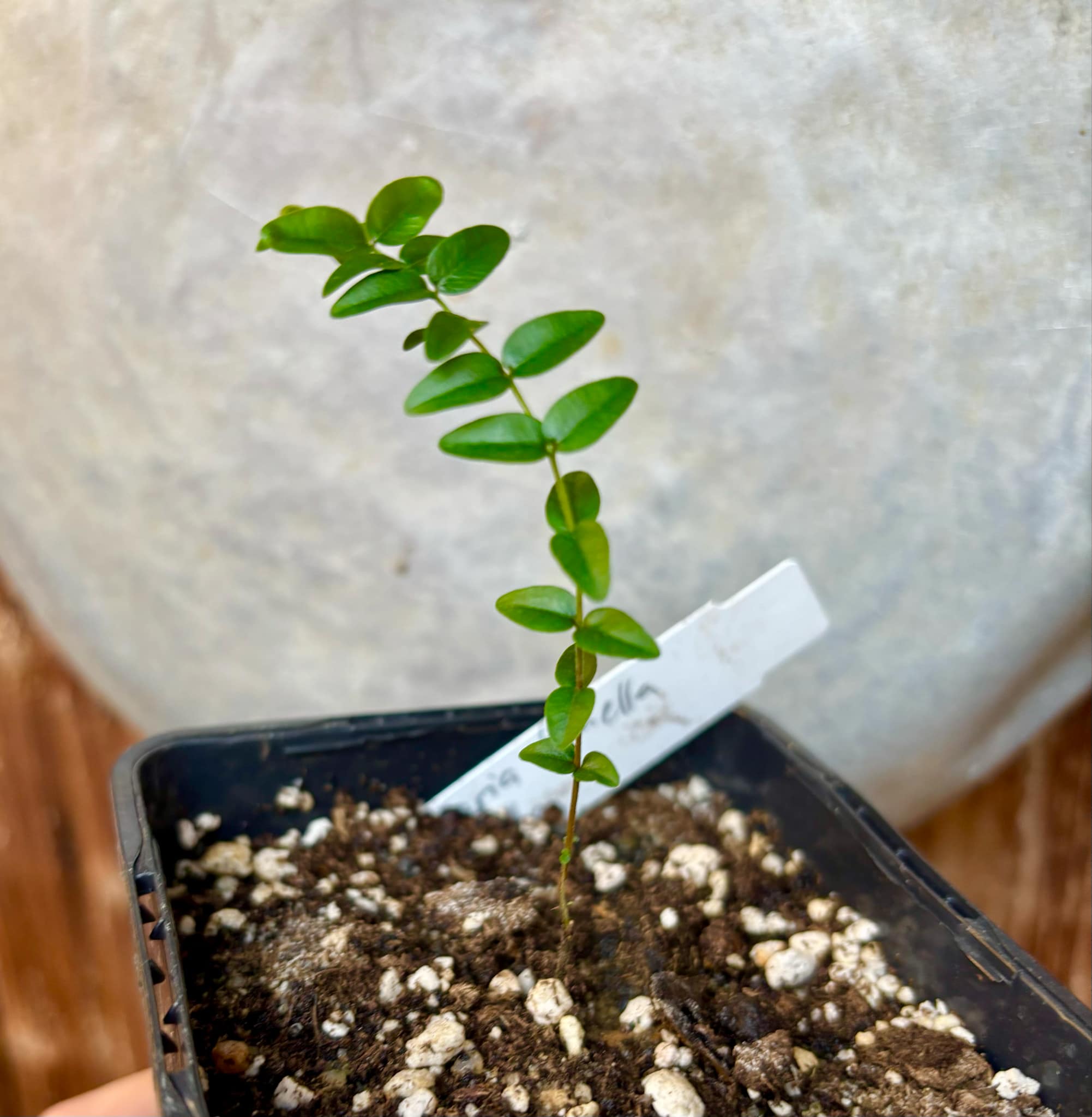 Myrciaria tenella preta  - 1 small potted seedling / 1 kleiner, getopfter Sämling