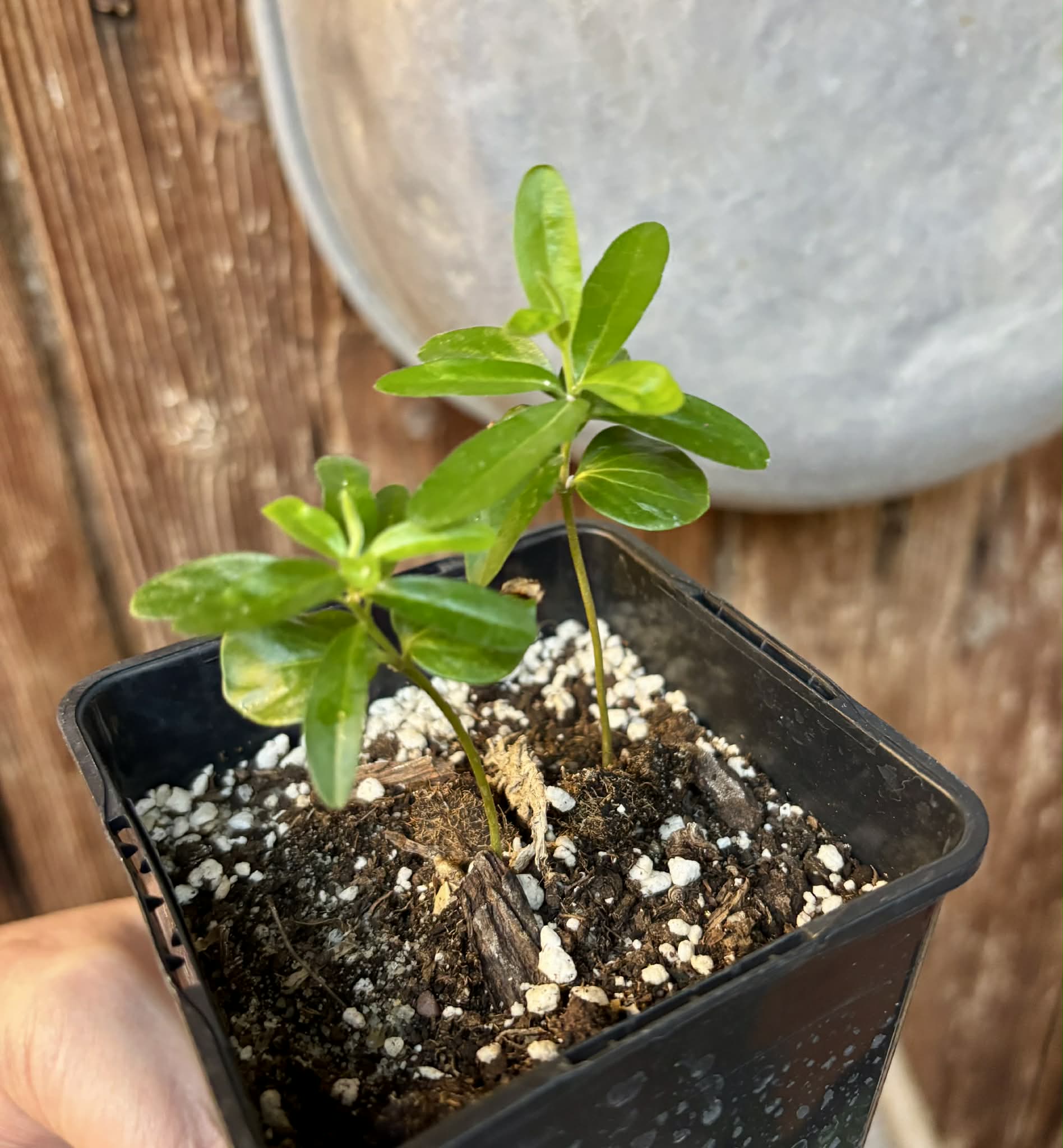 2 in 1 pot - Kei Apple (Dovyalis caffra) - 1 potted plant / 1 getopfte Pflanze