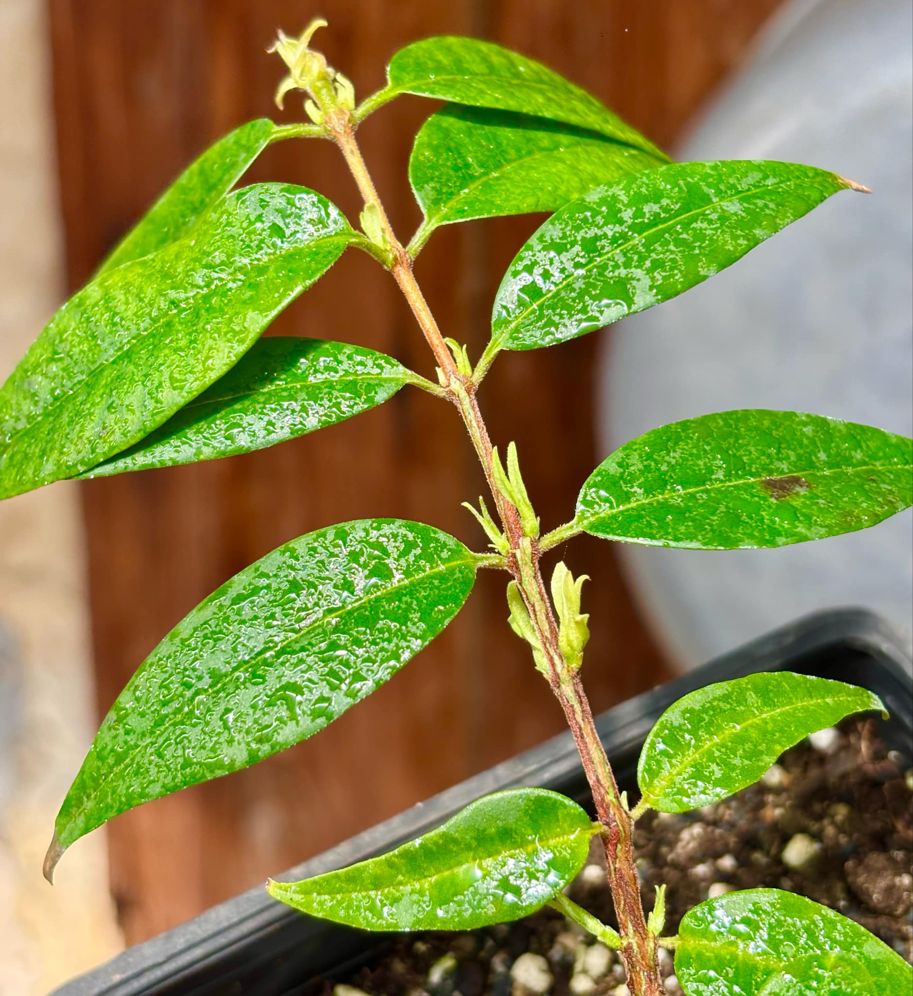 Eugenia anthropophaga - 1 potted plant / 1 getopfte Pflanze