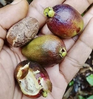 Pre Order - Eugenia sp Monitora -  1 fresh seed / 1 frischer Samen