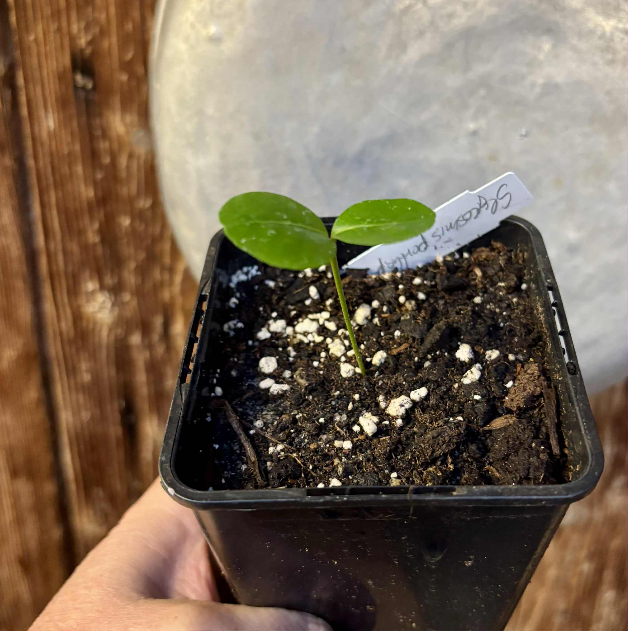 Glycosmis trifoliata - Orangeberry -  1 small seedling / 1 kleiner Sämling