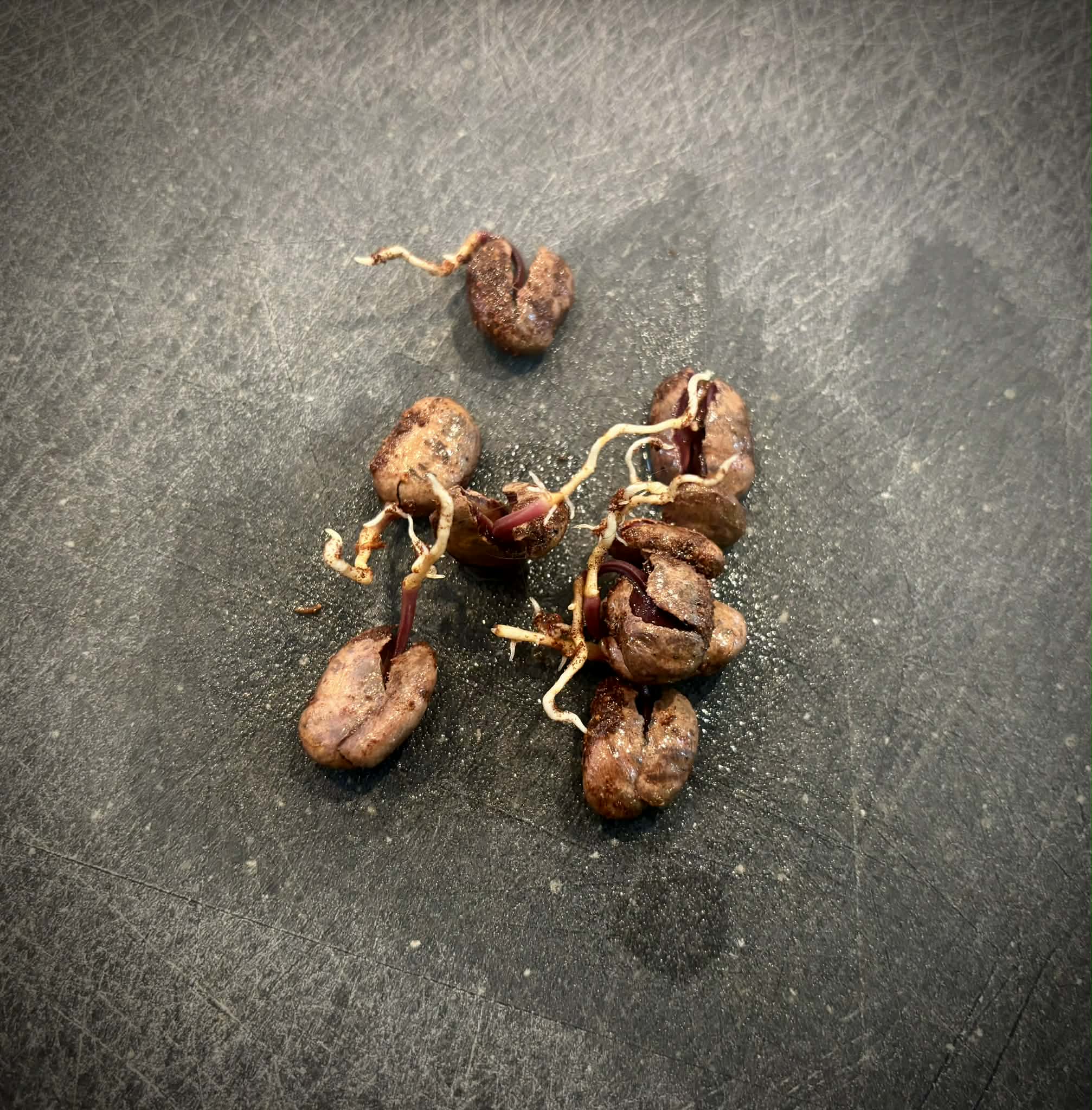 Gowok (Syzygium polycephalum) - 1 germinated seed / 1 gekeimter Samen