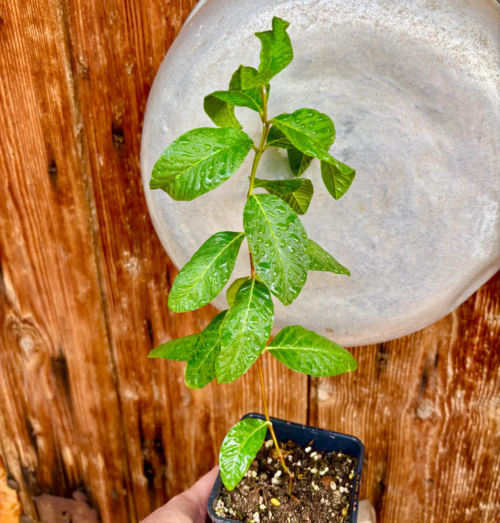 Psidium guajava - Peach - 1 potted plant / 1 getopfte Pflanze