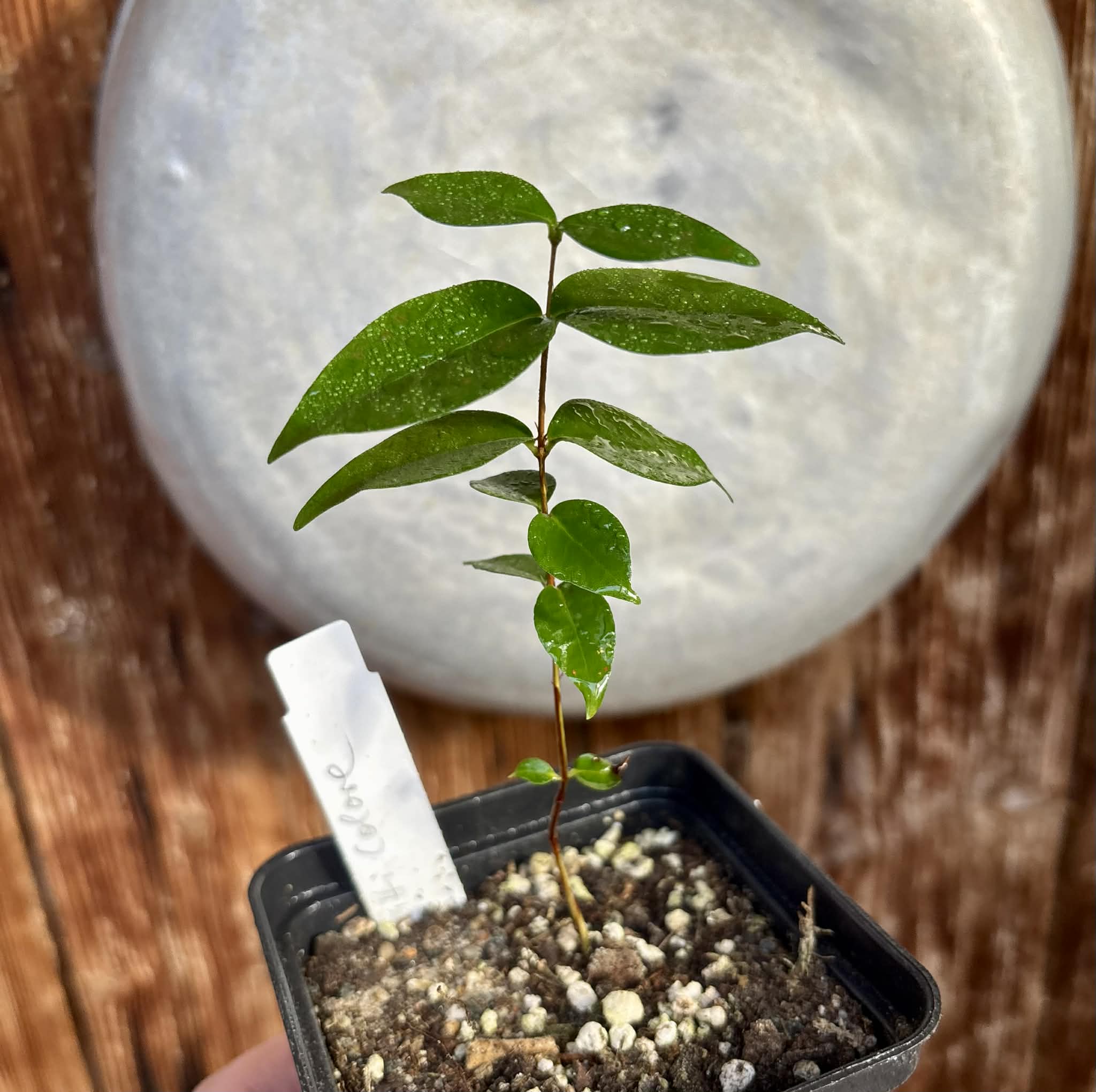 Eugenia uniflora var. Tutti Colore  - 1 spotted seedling / 1 getopfter Sämling