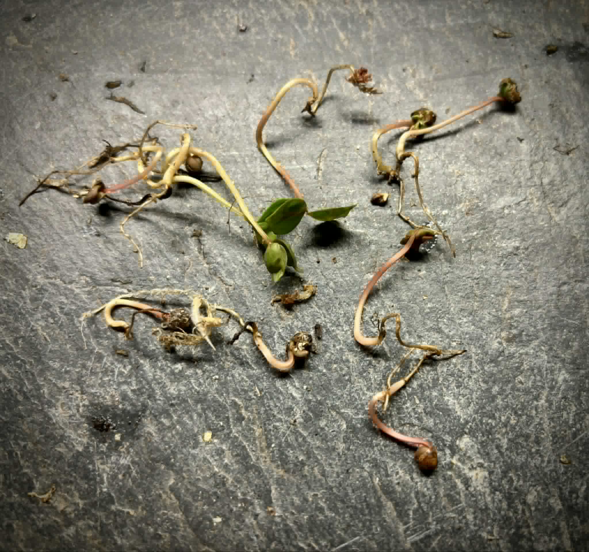 Myrcia sp Caerulescens -  1 germinated seed / 1 gekeimter Samen