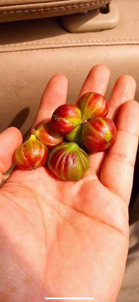 3 years old - Plinia sp Taiwan Tiger - 1 potted plant / 1 getopfte Pflanze