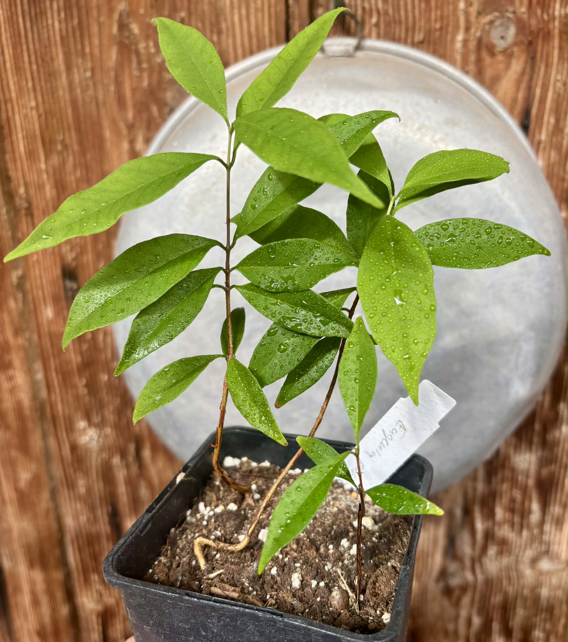 3 in 1 pot - Eugenia punicifolia - 3 plants in one pot / 3 Pflanzen in einem Topf