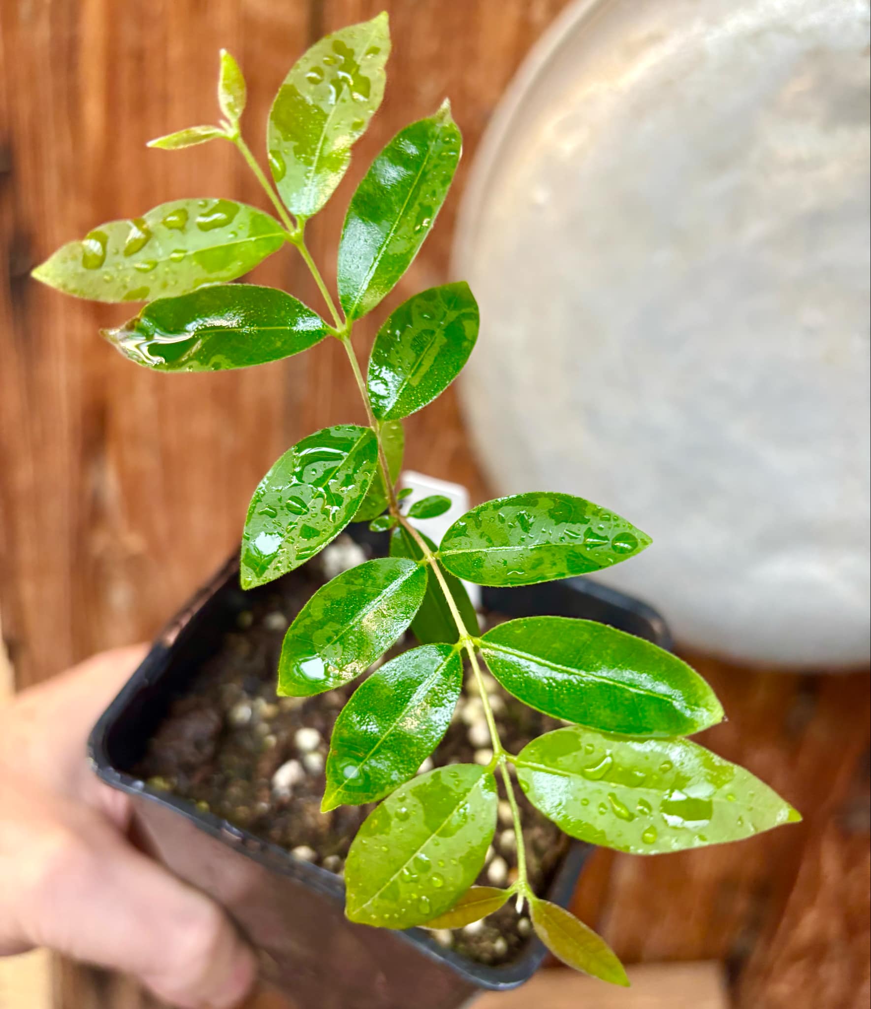 Uvaia do Campo - Eugenia lutescens -  1 small potted seedling / 1 kleiner, getopfter Sämling