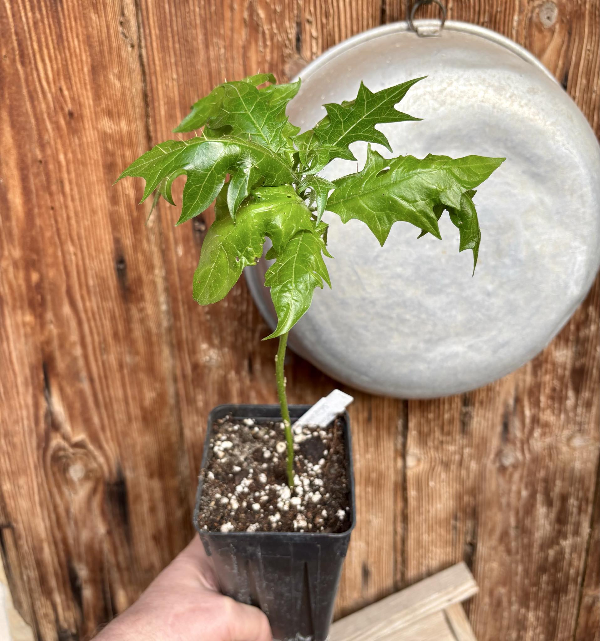 Juá do Jequitinhonha (Solanum schizandrum) - 1 potted seedling / 1 getopfter Sämling