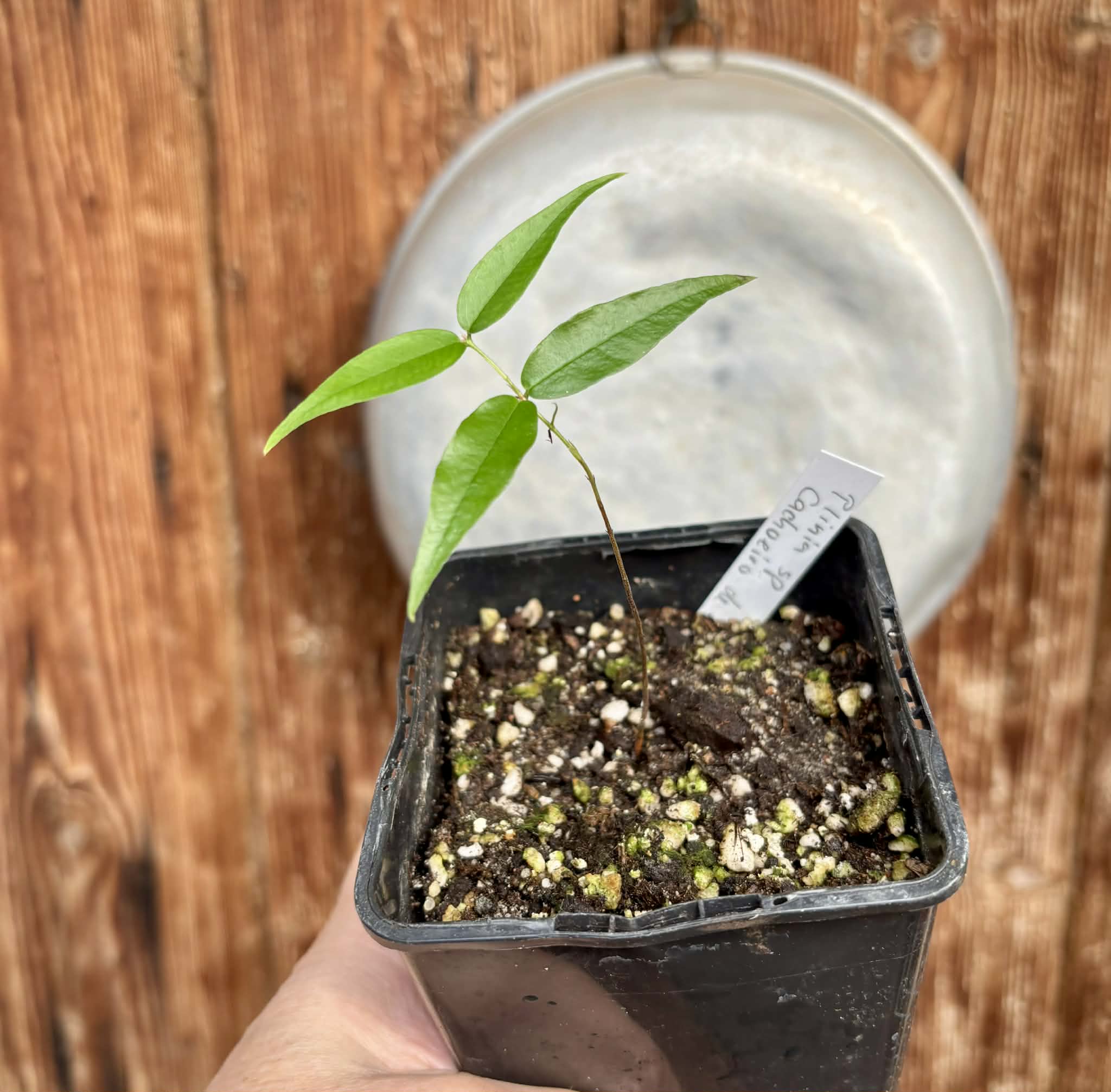 Plinia sp. Cachoeiro de Itapemirim - 1 potted seedling / 1 getopfter Sämling