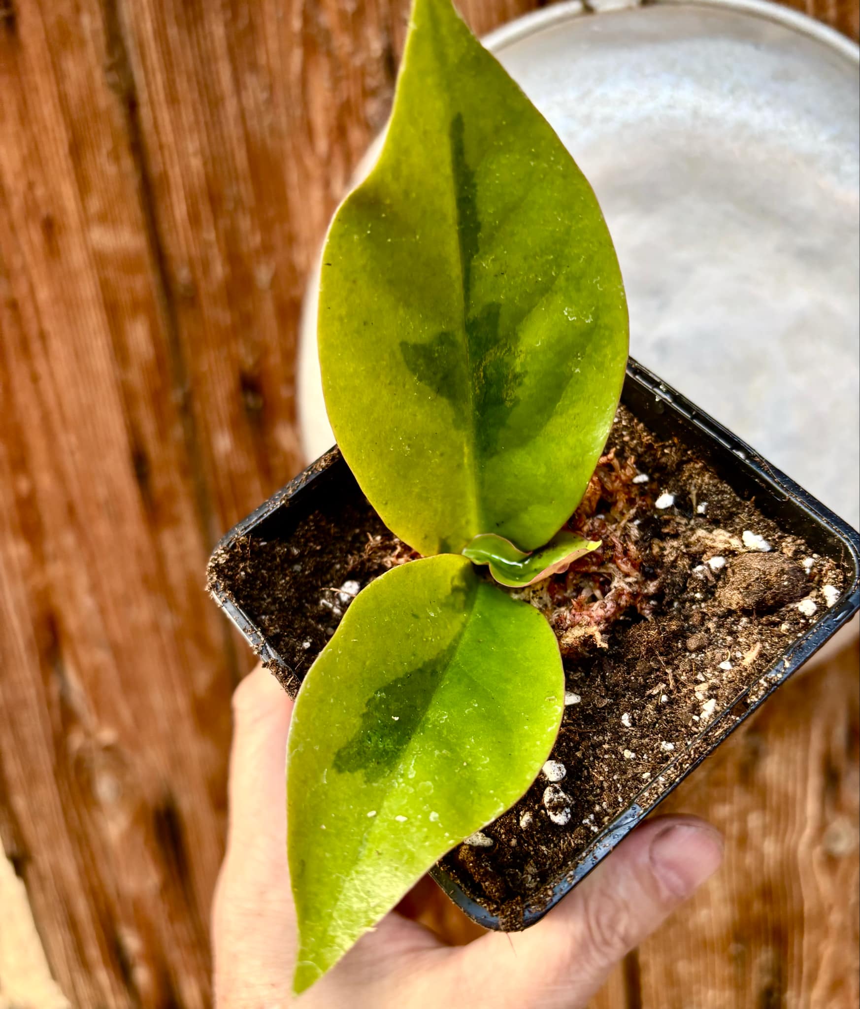 Variegated Barbados Gooseberry - (Pereskia aculeata) - 1 potted plant / 1 getopfte Pflanze