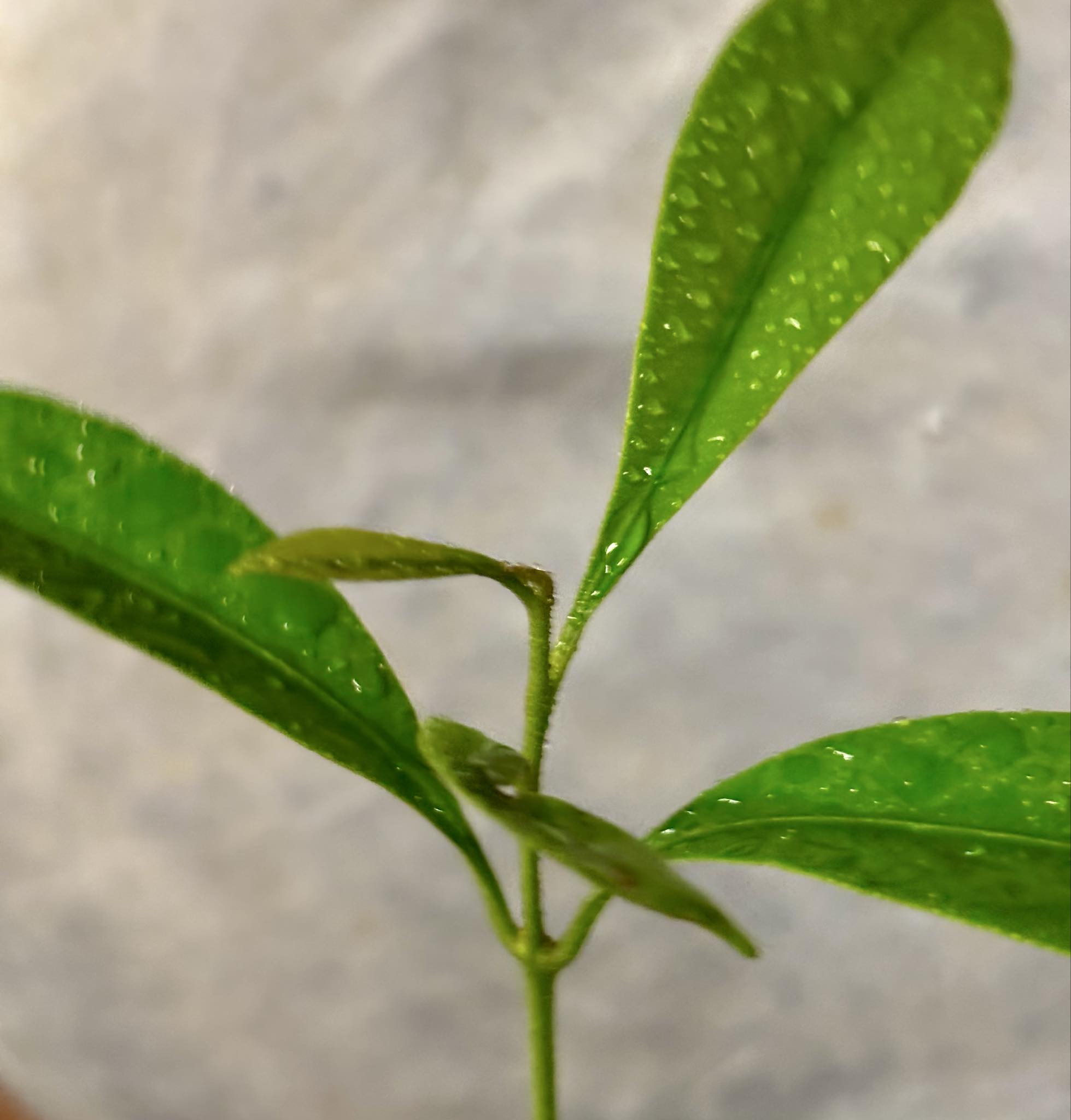 Pouteria aff egregia  -  1 potted seedling / 1 getopfter Sämling