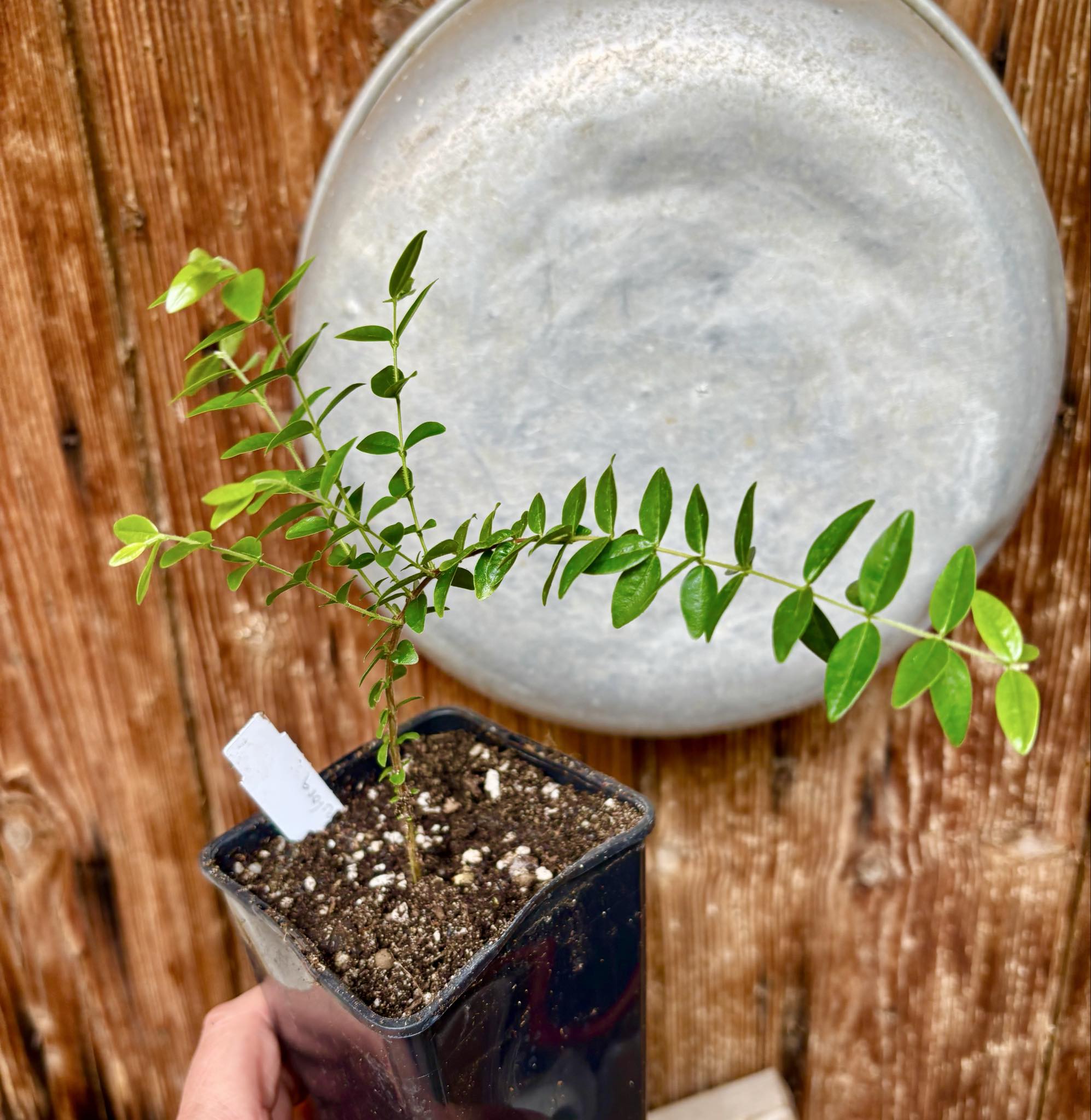 Myrciaria sp Pastora - 1 potted seedling / 1 getopfter Sämling Myrciaria sp Pastora - 1 potted seedling / 1 getopfter Sämling