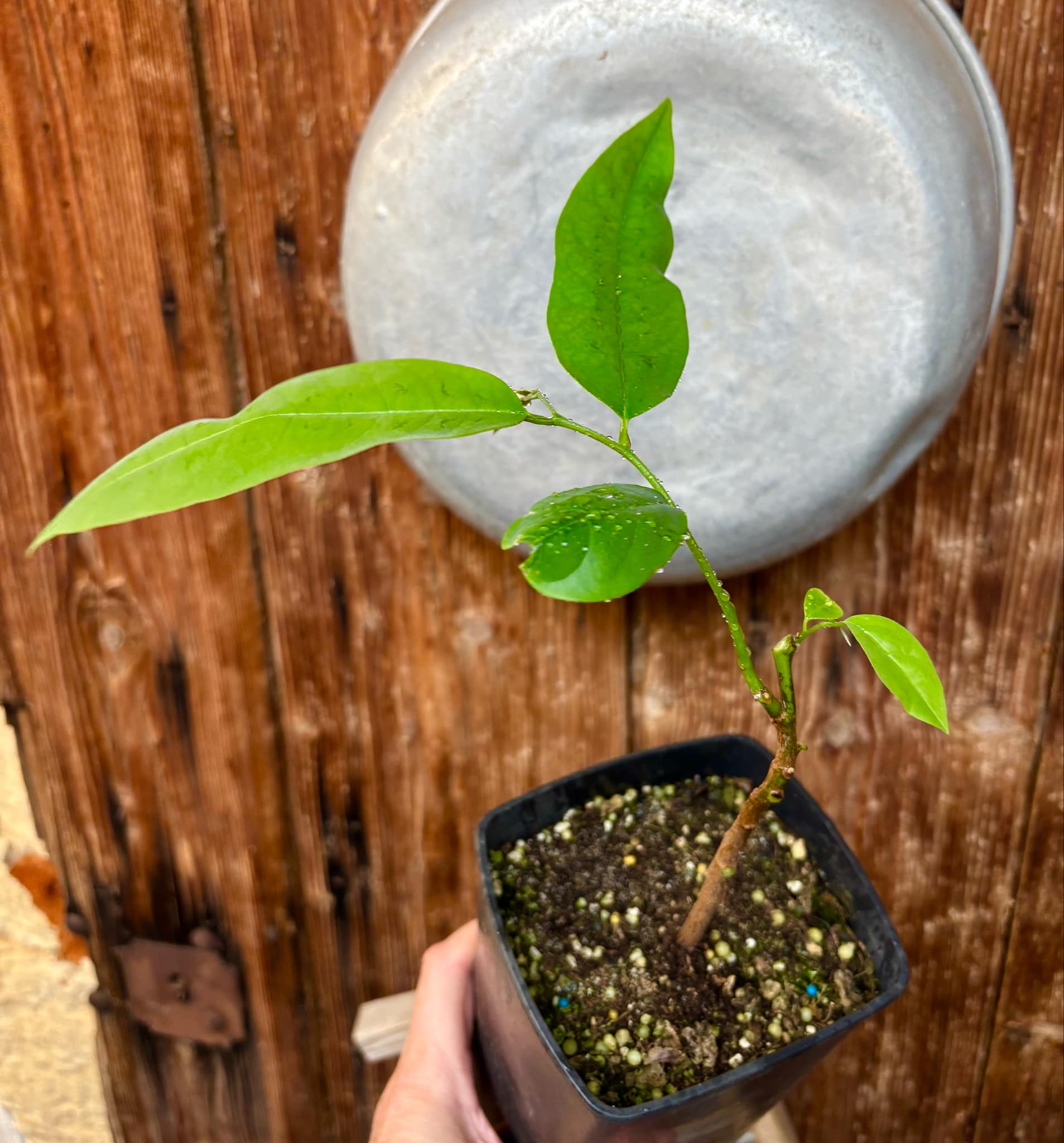 Annona nitida - 1 potted plant / 1 getopfte Pflanze Annona nitida - 1 potted plant / 1 getopfte Pflanze