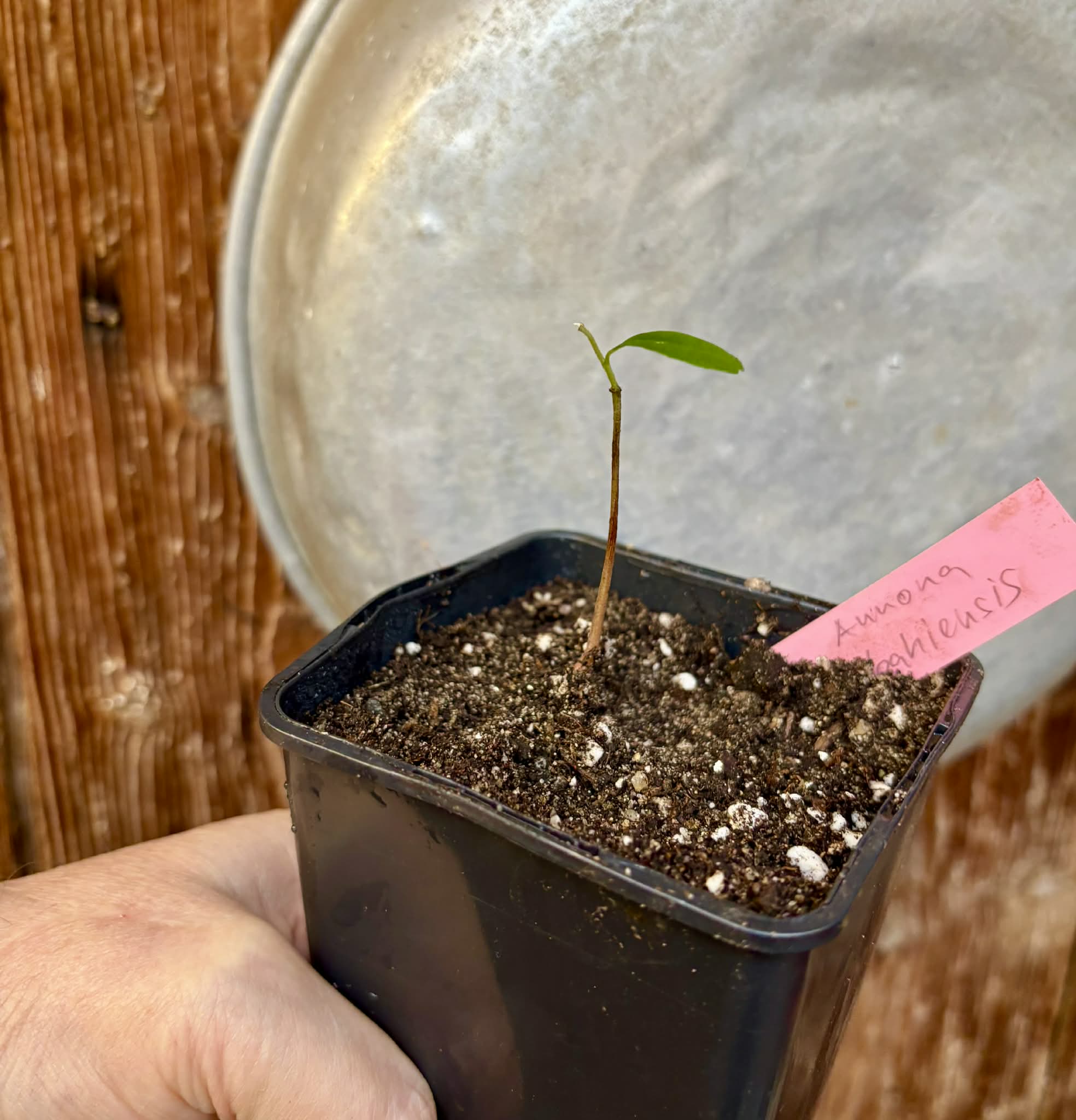 Annona bahiensis - 1 potted seedling / 1 getopfter Sämling