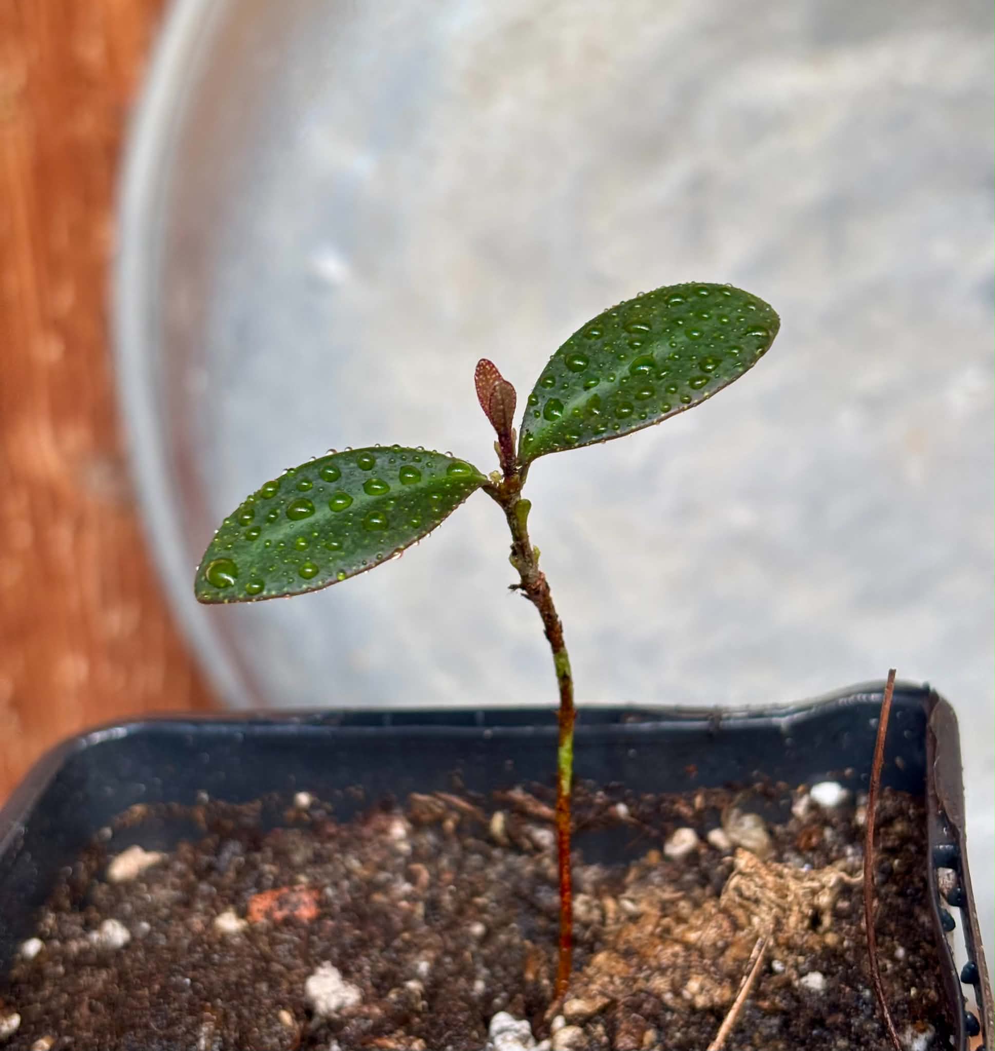 Eugenia sp Pindoca - 1 potted seedling / 1 getopfter Sämling