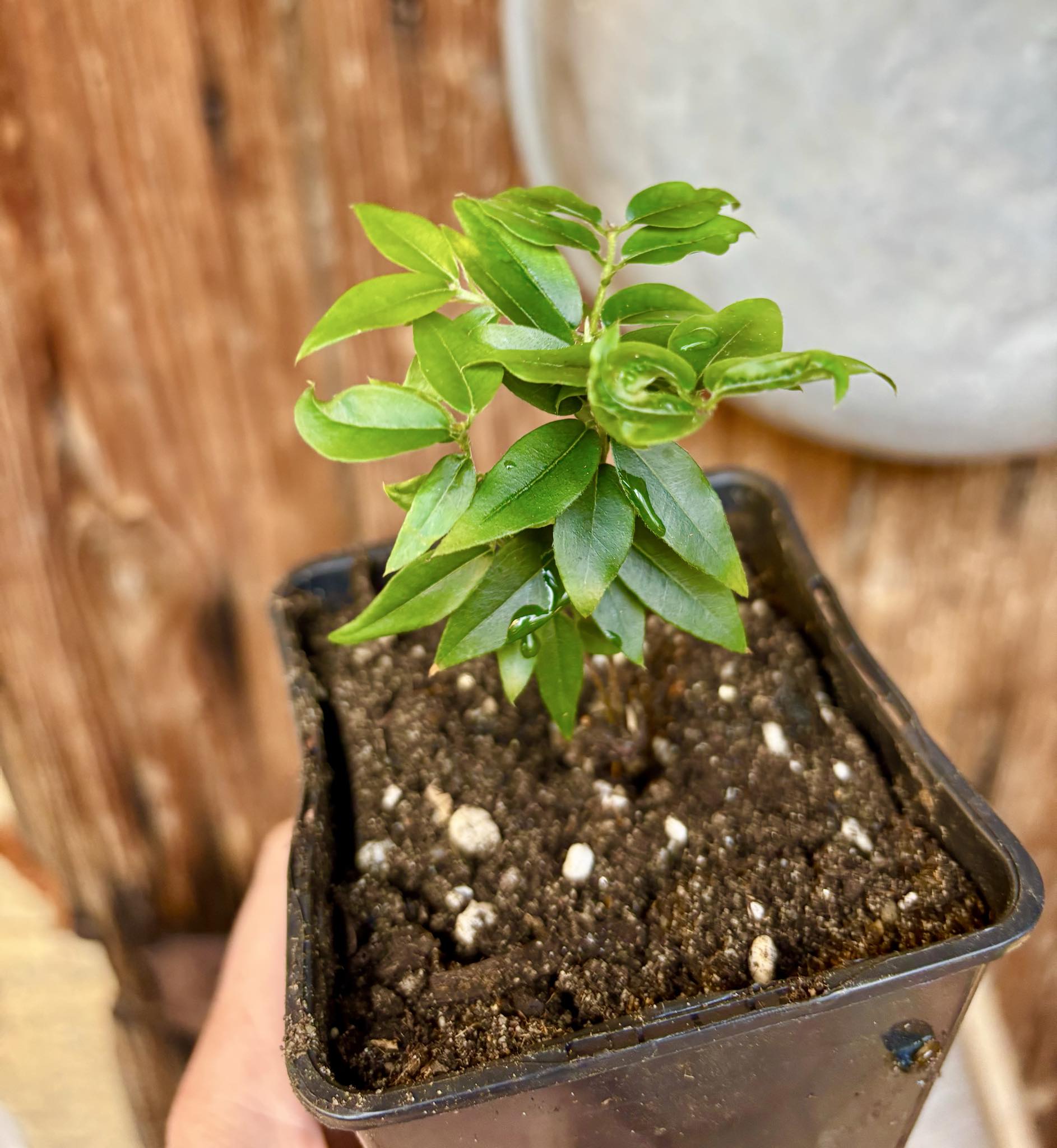 Jaboticaba - Plinia sp Pingo de Mel (Vilela A3) -  1 potted seedling / 1  getopfter Sämling