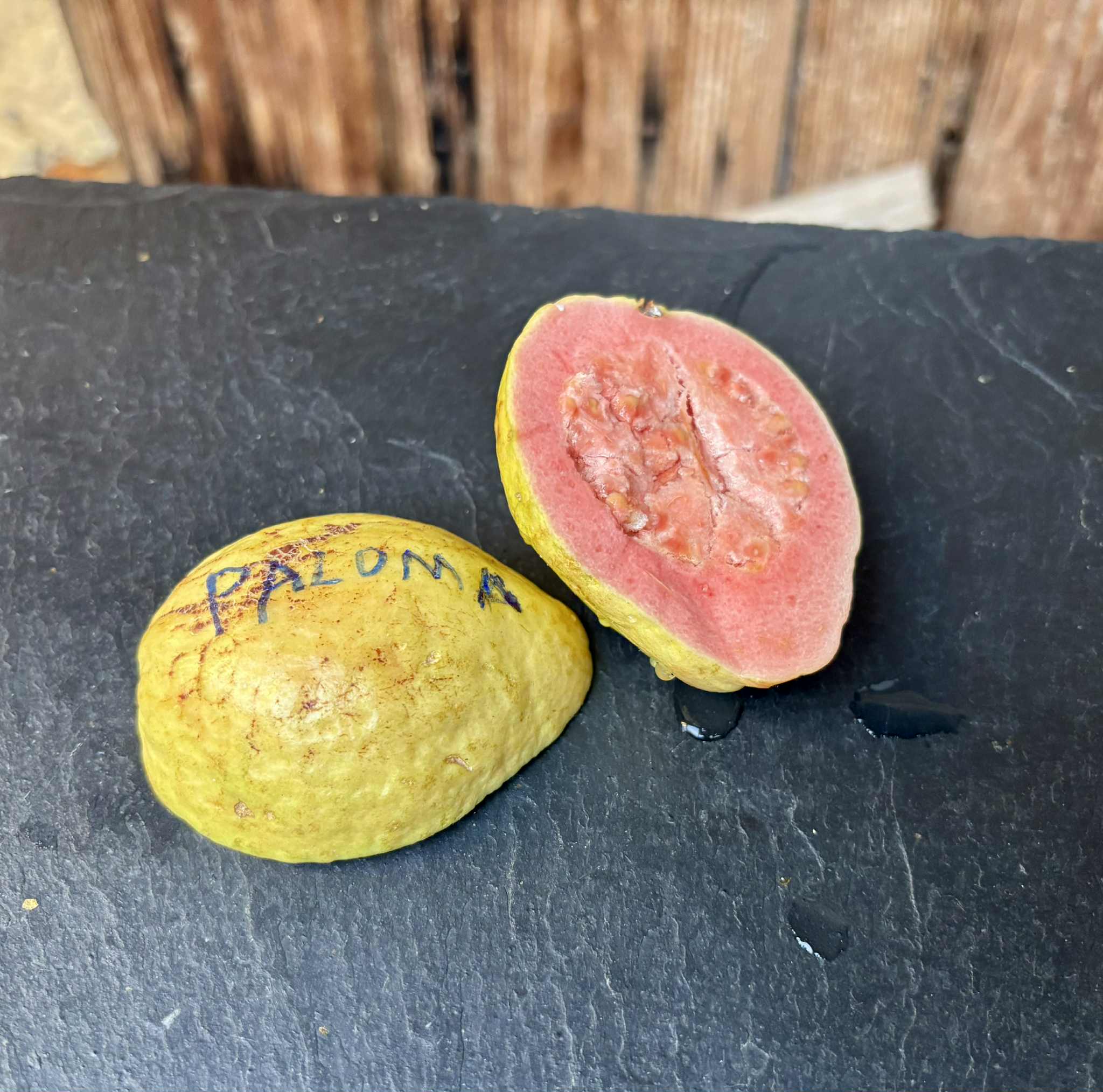 fruits after 2 years in Brasil - Psidium guajava  "Paluma"  - 2 fresh seeds / 2 frische Samen