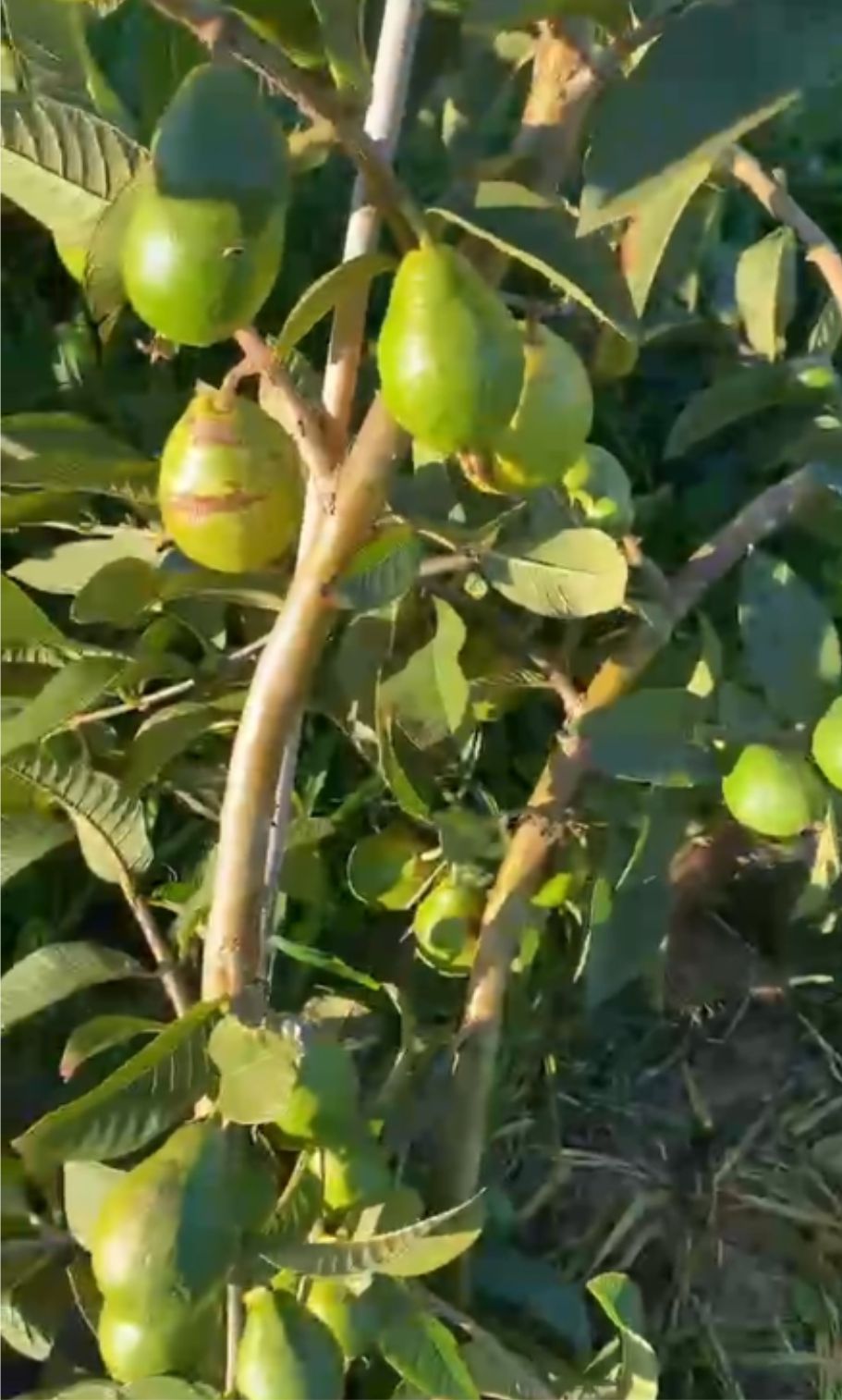 fruits after 2 years in Brasil - Psidium guajava  "Paluma"  - 2 fresh seeds / 2 frische Samen