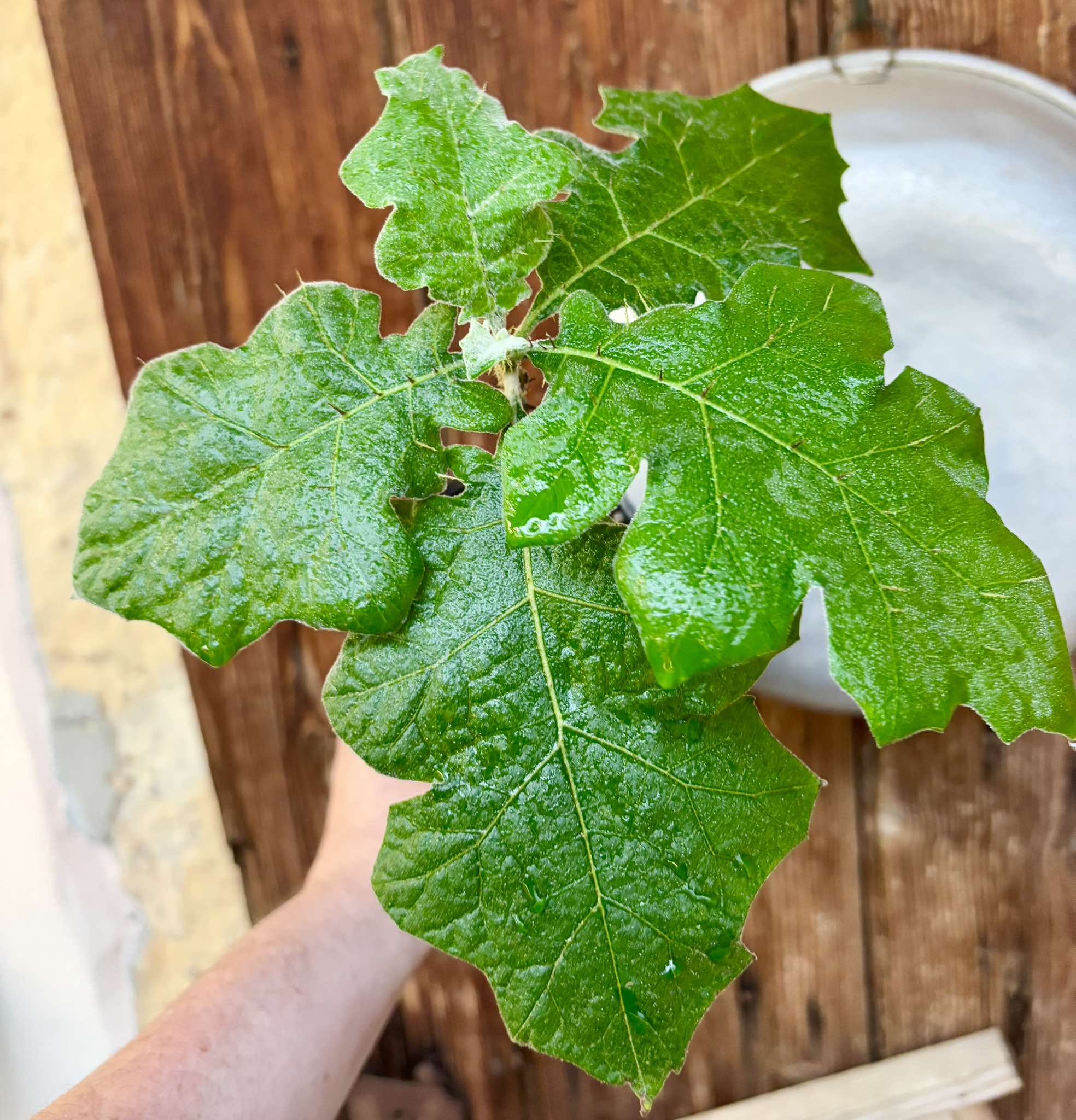 Juã-Açu - Solanum oocarpum - 1 potted plant / 1 getopfte Pflanze