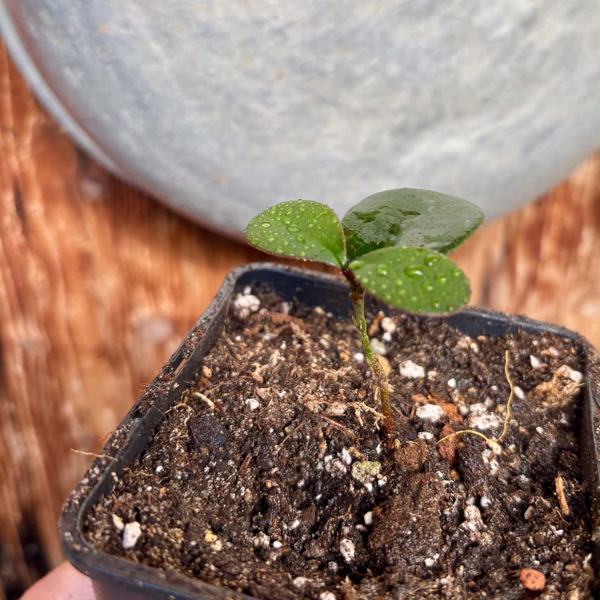 Eugenia sp Pindoca - 1 potted seedling / 1 getopfter Sämling