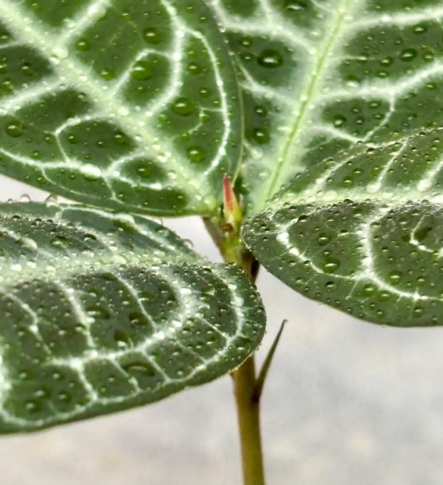 Eugenia sp Labisia -  1 potted plant / 1 getopfte Pflanze