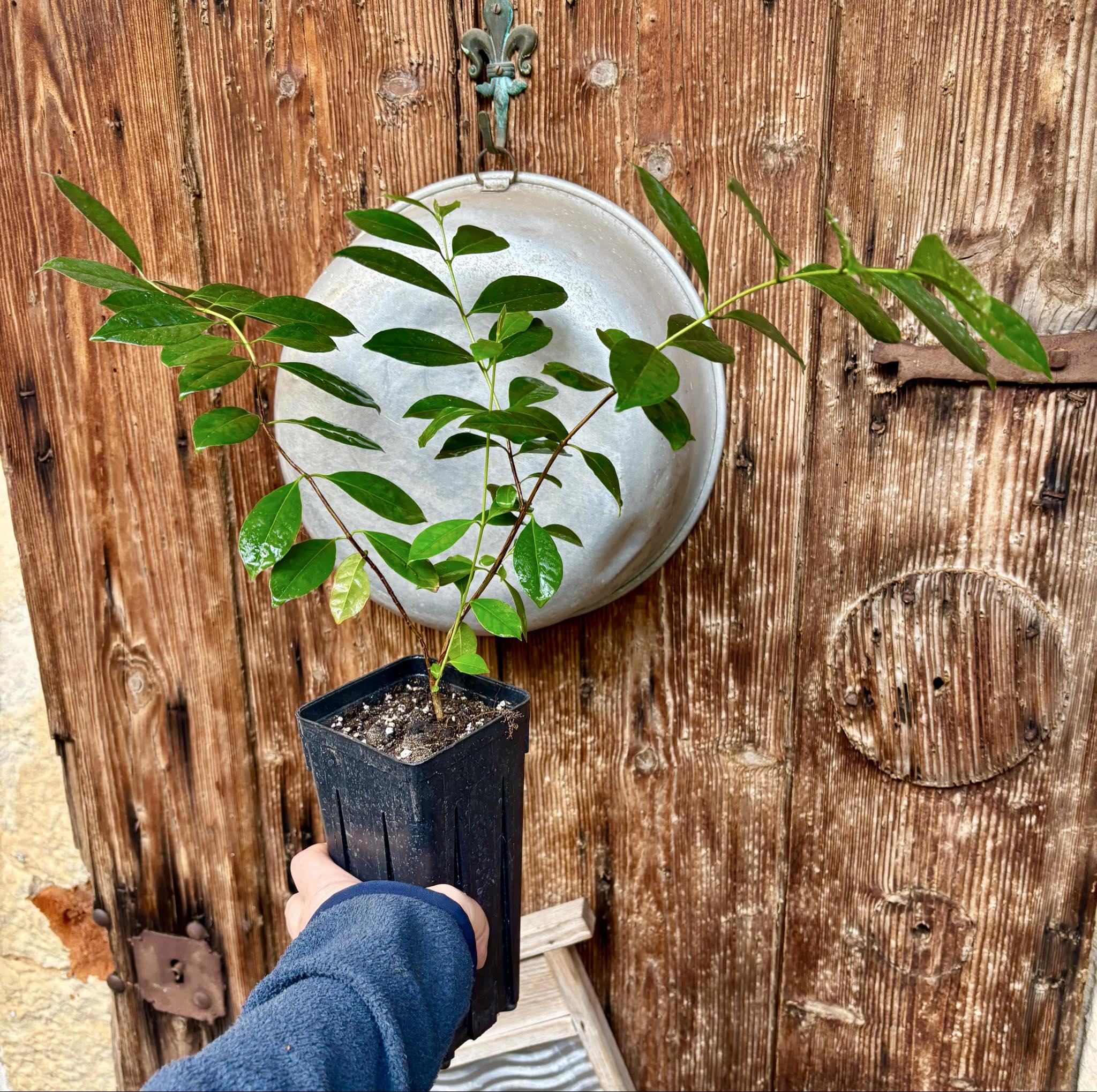 Psidium cattleyanum - Strawberry Guava  - 1 potted plant / 1 getopfte Pflanze