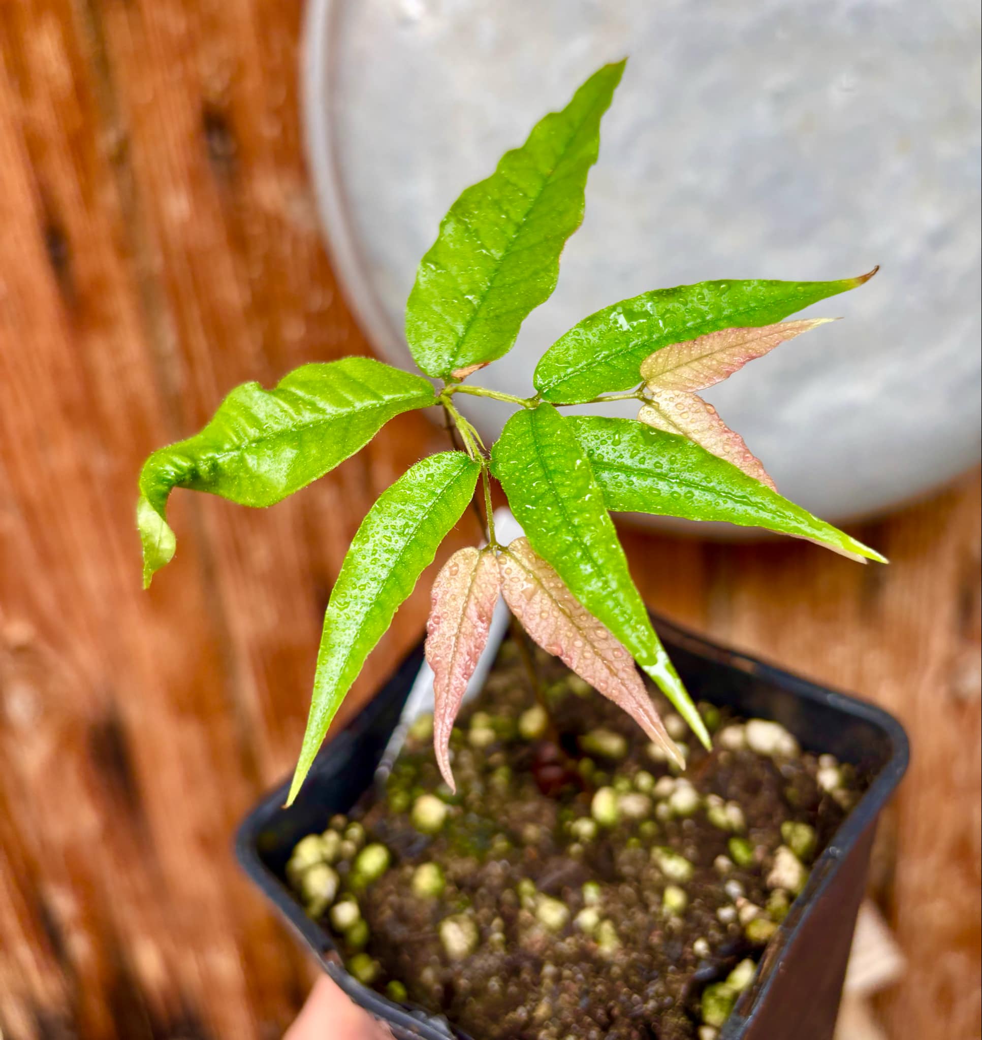 Jaboticaba - Plinia sp Rajada Cabo longo verde - 1 small potted seedling / 1 kleiner, getopfter Sämling Jaboticaba - Plinia sp Rajada Cabo longo verde - 1 small potted seedling / 1 kleiner, getopfter Sämling