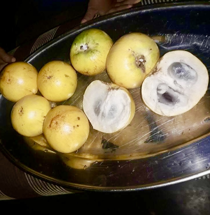 Ecclinusa sp Doce - 1 fresh seed / 1 frischer Samen